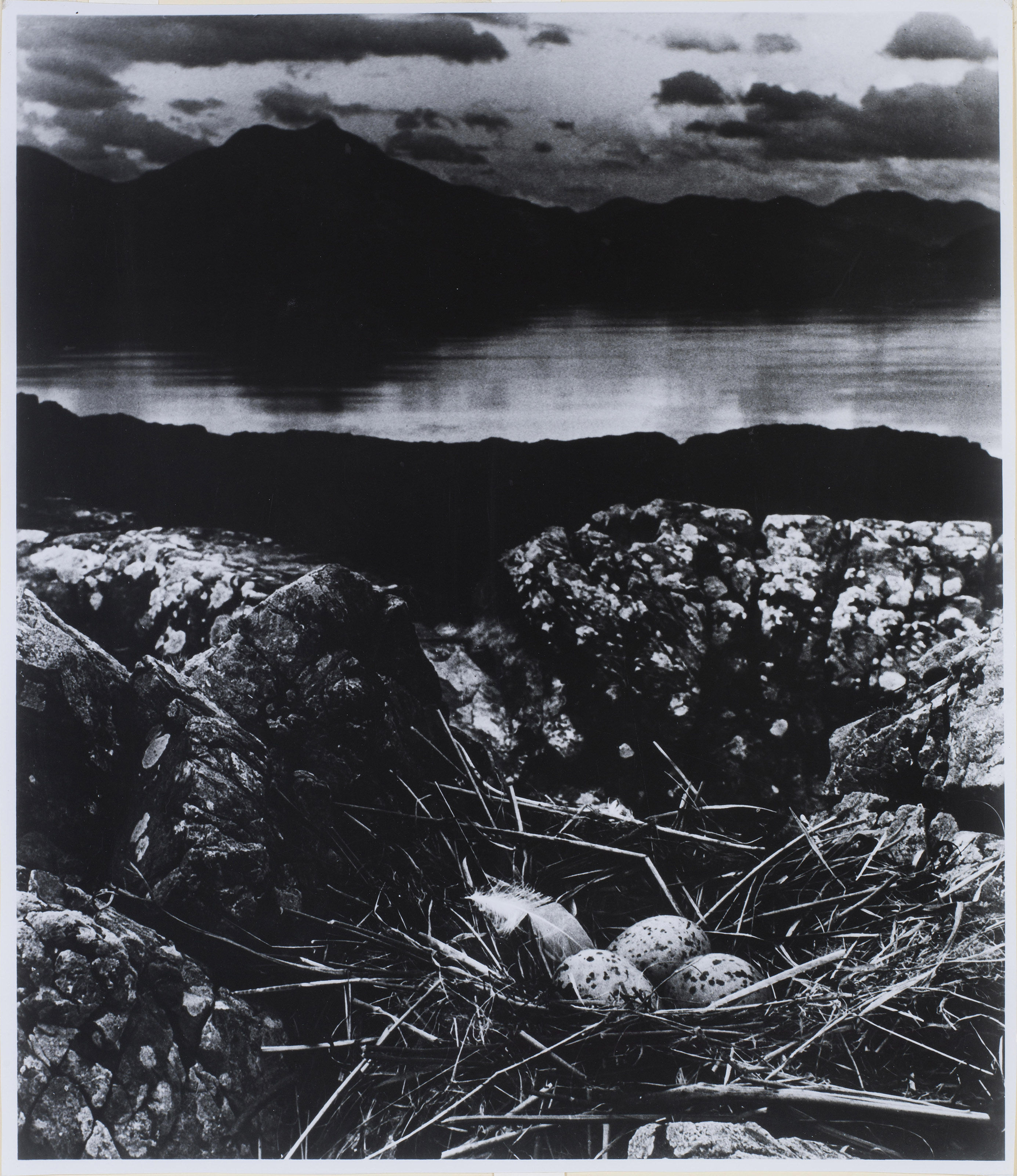 BILL BRANDT (1904–1983), Gull's Nest on Mid-Summer Night, Isle of