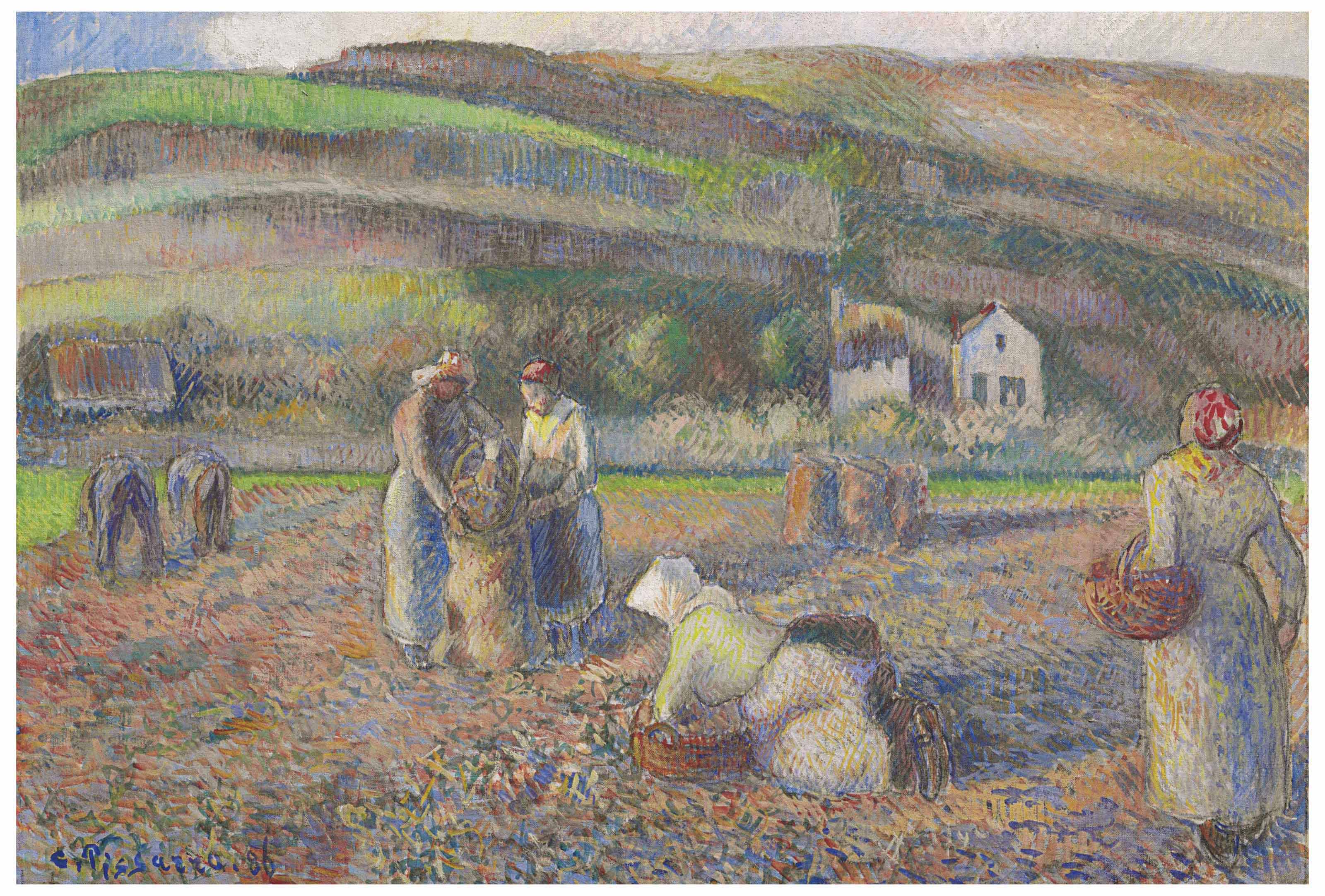 La récolte des pommes de terre
