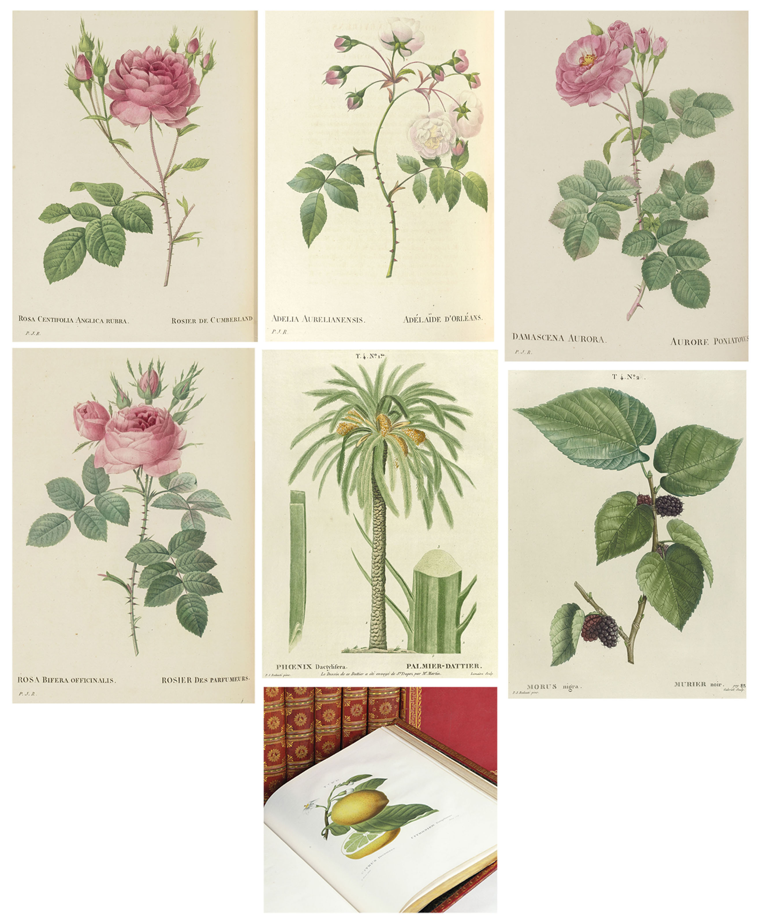 Duhamel du Monceau, Henri-Louis (1700-1782). Treated trees and shrubs that are grown in France in the ground. Paris: Didot the Elder, Etienne Michel and Pierre-Michel Lamy, [1800-] 1804-1825., 7 vol. folio (504 x 320 mm). Estimate: &euro;100,000-150,000. Offered in The Collection of Juan de Beistegui&nbsp;on 10 September at Christie&rsquo;s in Paris
