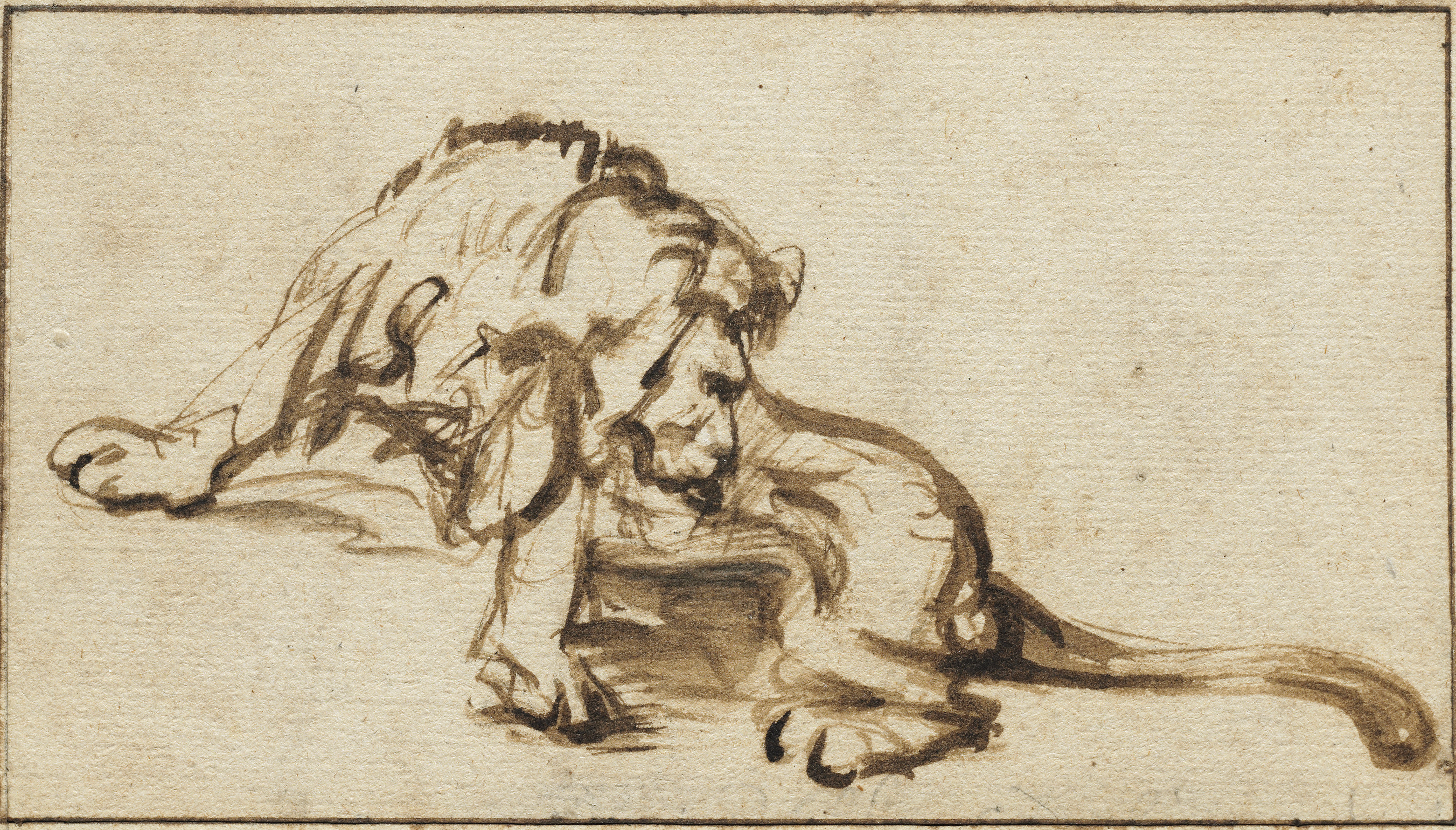 A seated lion licking himself