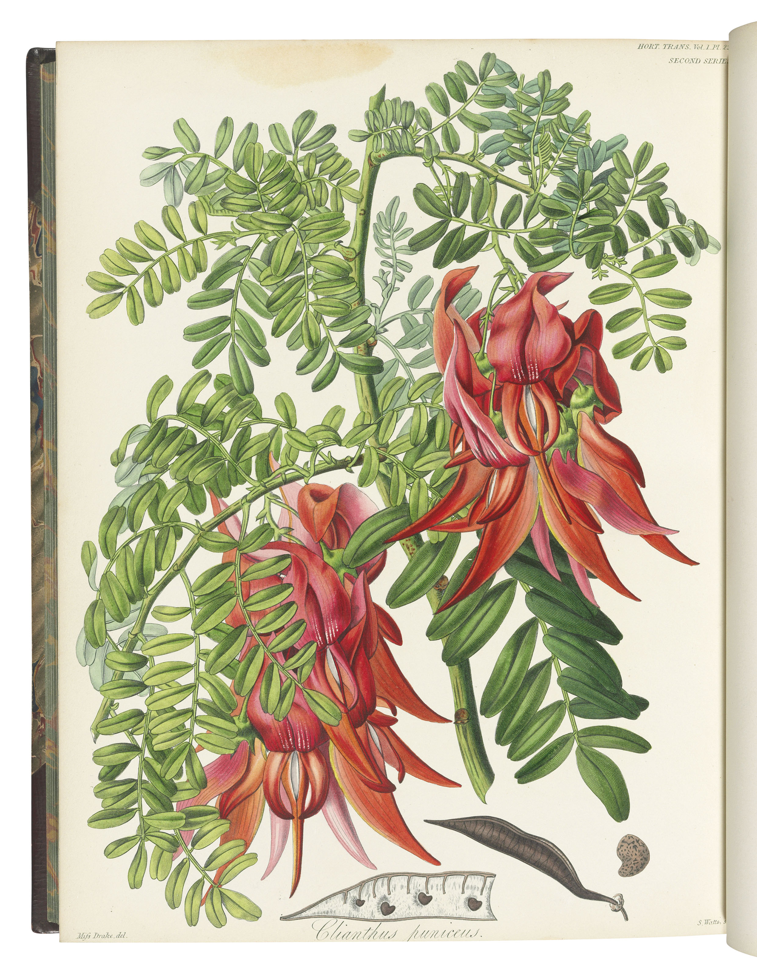 ROYAL HORTICULTURAL SOCIETY. Transactions of the Horticultural Society