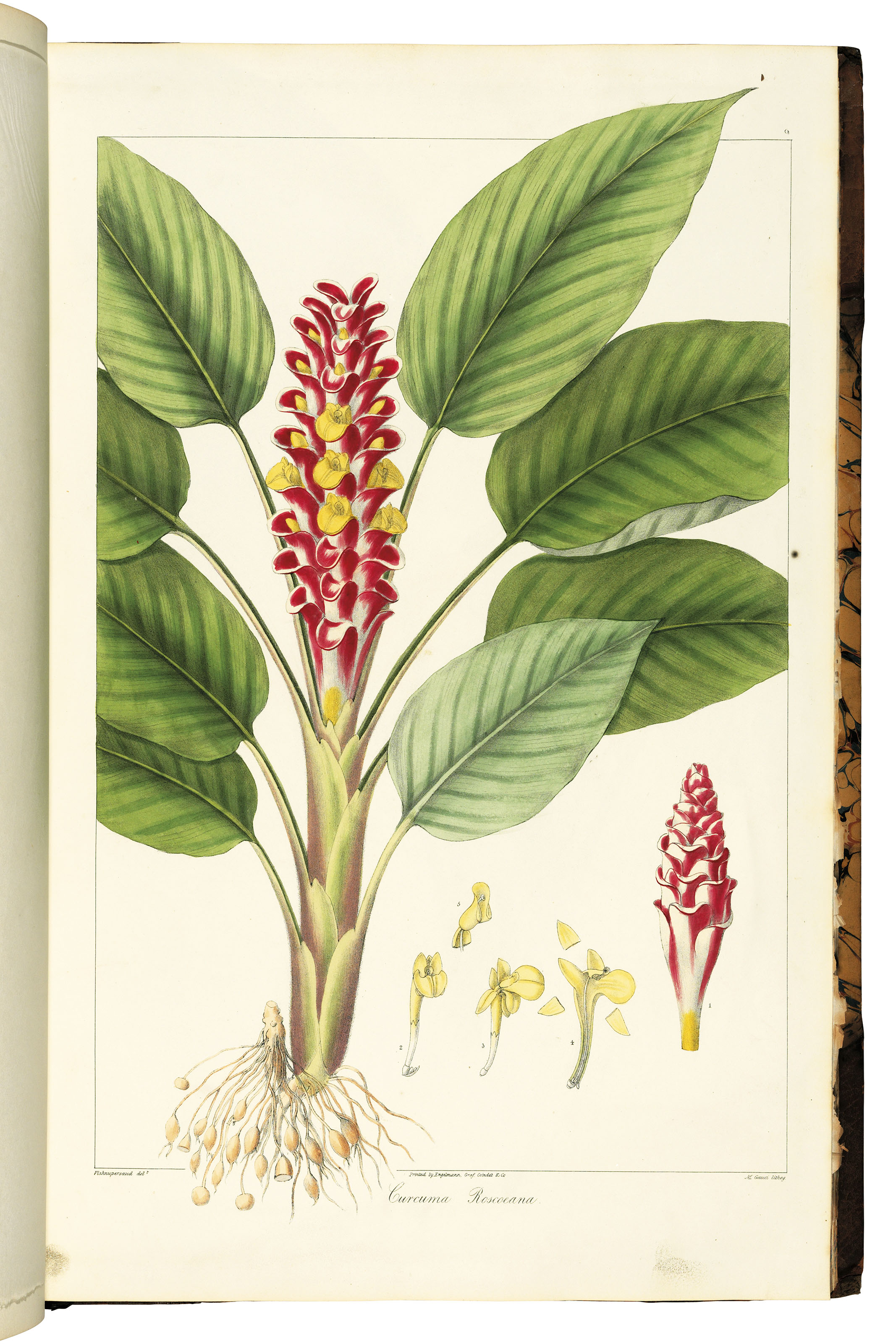 plantae asiaticae rariores