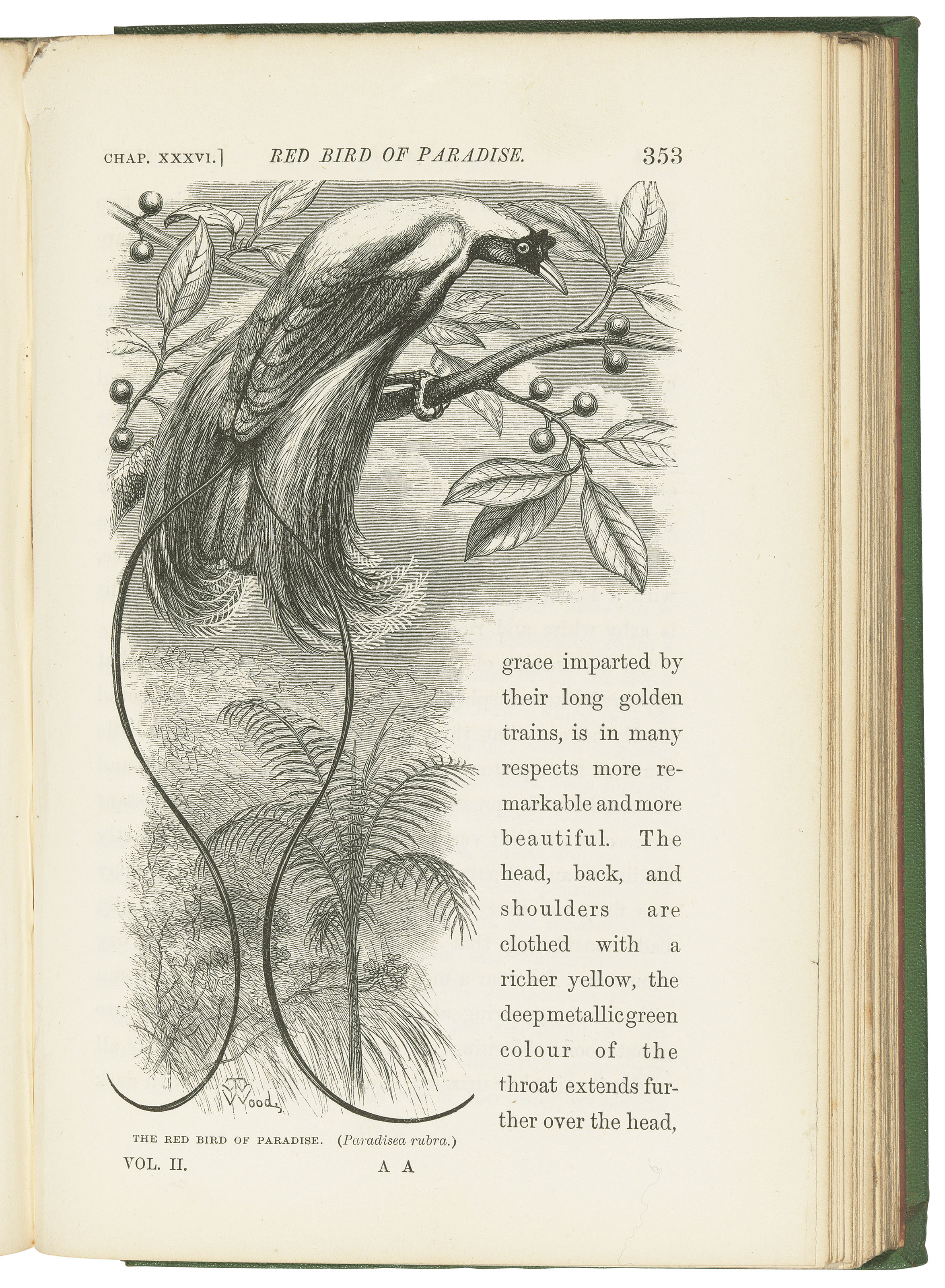 Wallace Alfred Russel 1823 1913 The Malay Archipelago The Land Of The Orang Utan And The Bird Of Paradise A Narrative Of Travel With Studies Of Man And Nature London Macmillan 1869 Books