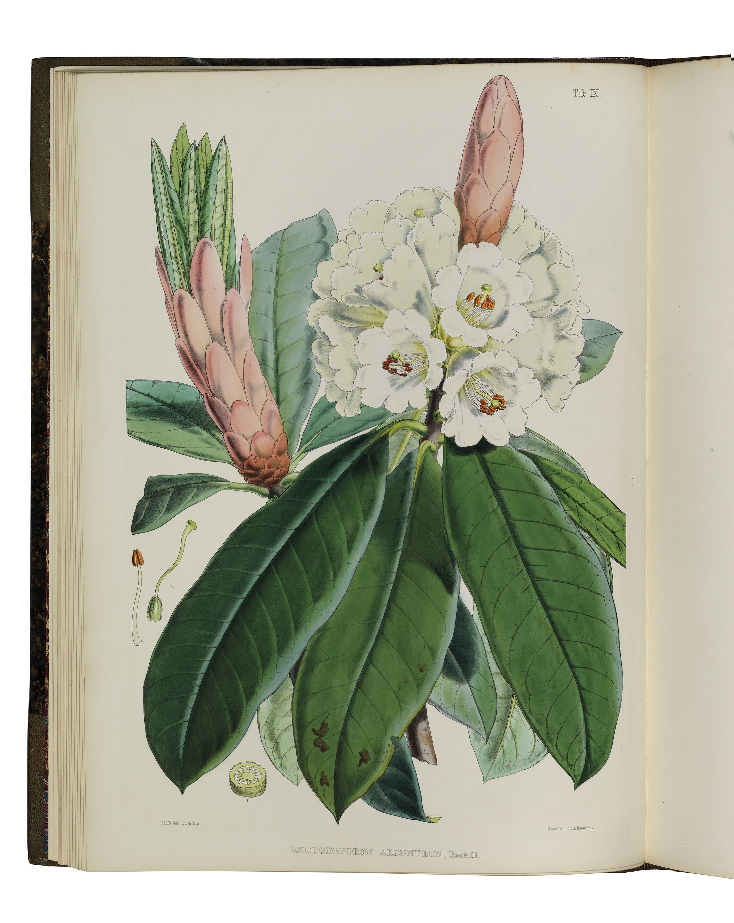 HOOKER, Joseph Dalton (1817-1911). The Rhododendrons of Sikkim-Himalaya...