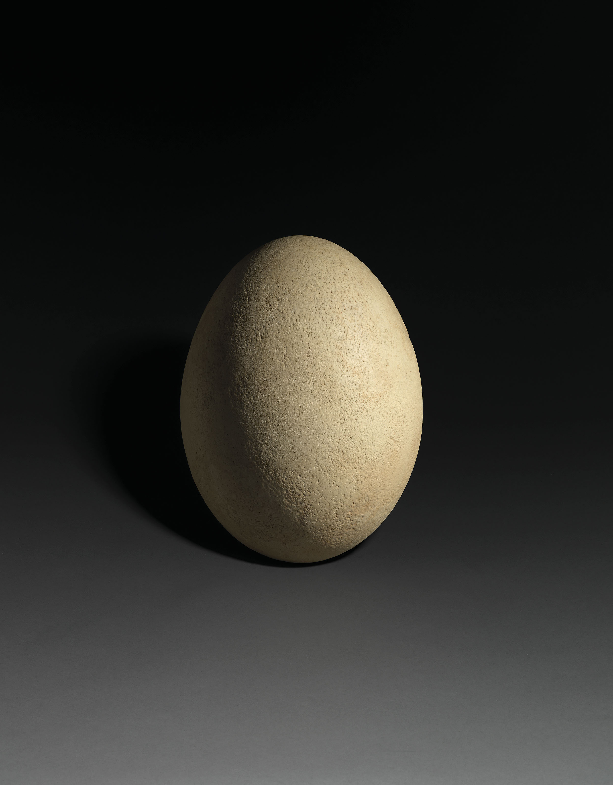 An Intact Elephant Bird Egg Madagascar Pre 17th Century