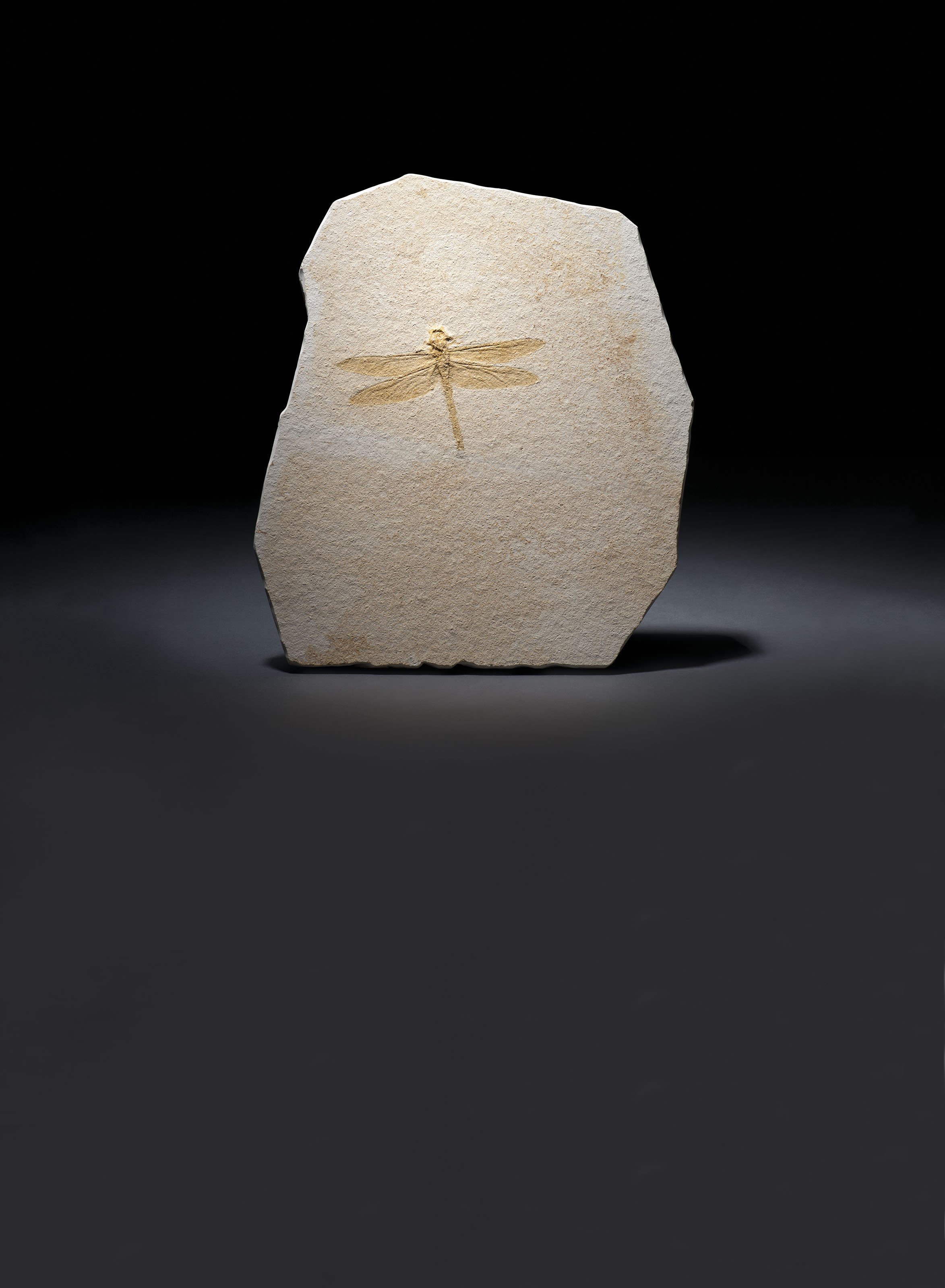 A FOSSIL DRAGONFLY , SOLNHOFEN, GERMANY Christie's