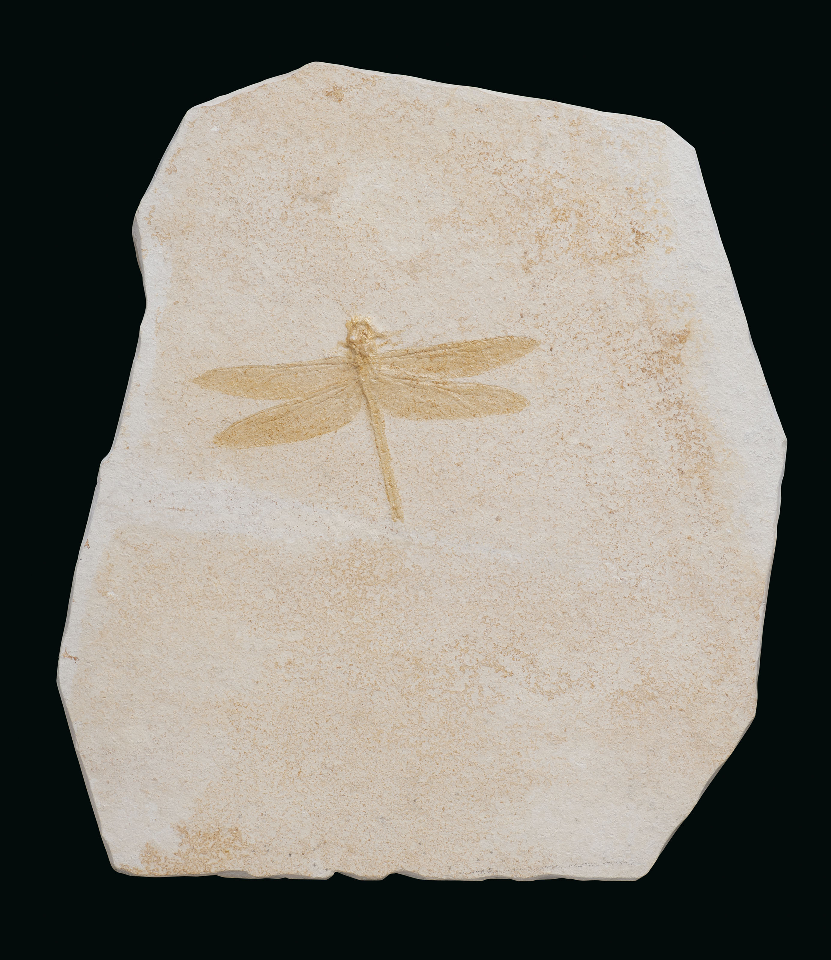 A FOSSIL DRAGONFLY , SOLNHOFEN, GERMANY Christie's