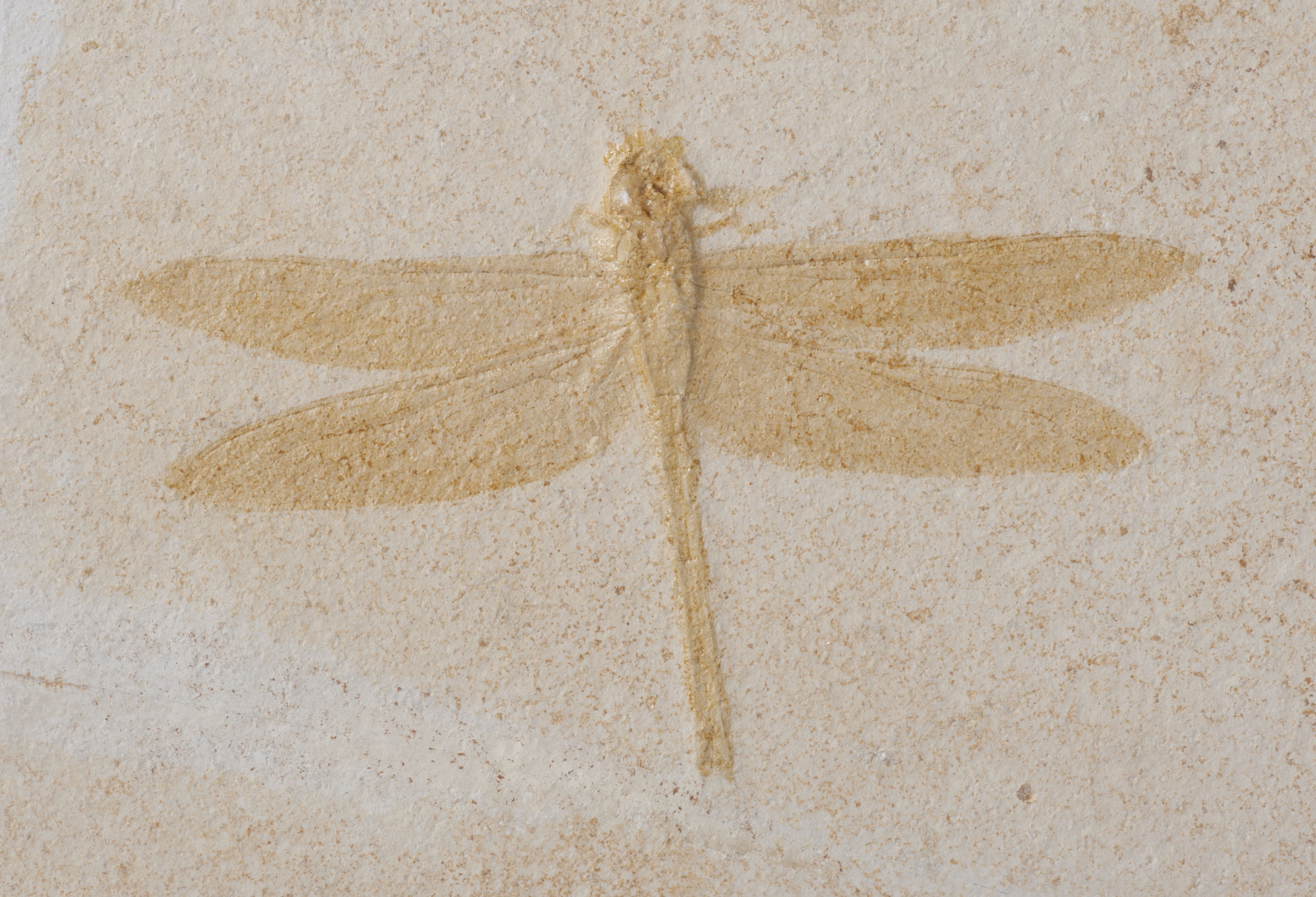 A FOSSIL DRAGONFLY , SOLNHOFEN, GERMANY Christie's