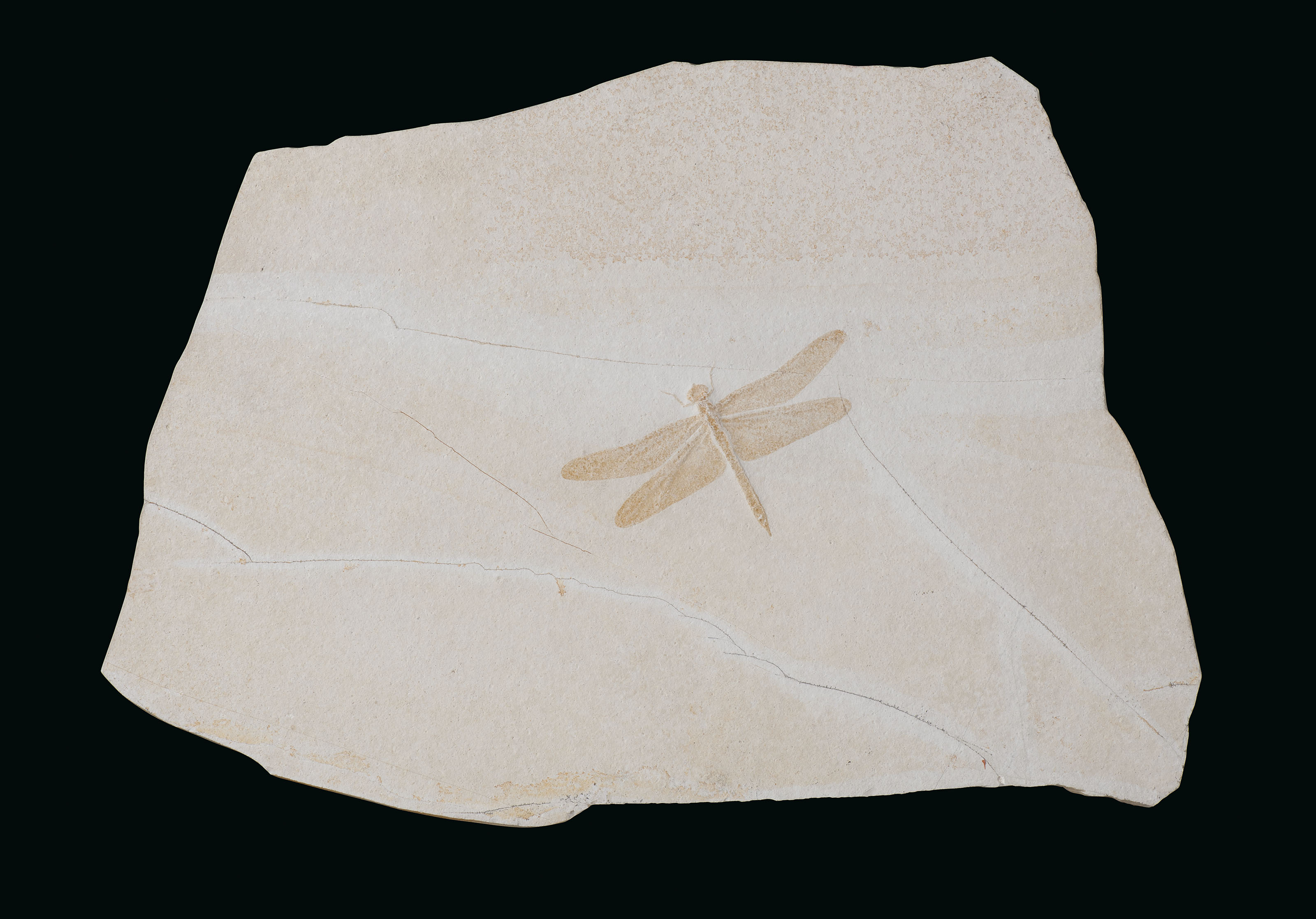 A FOSSIL DRAGONFLY , SOLNHOFEN, GERMANY Christie's