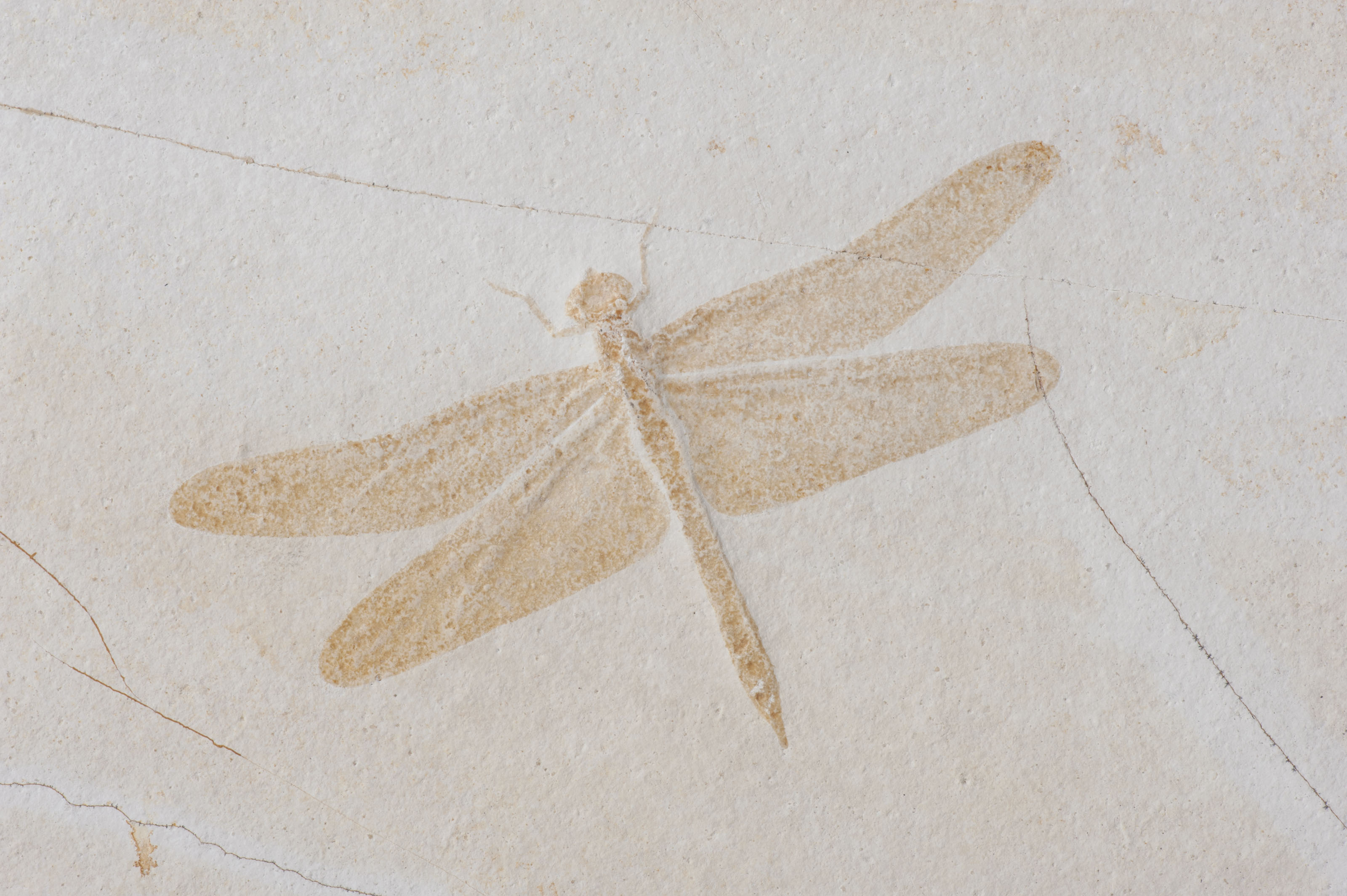 A FOSSIL DRAGONFLY , SOLNHOFEN, GERMANY Christie's