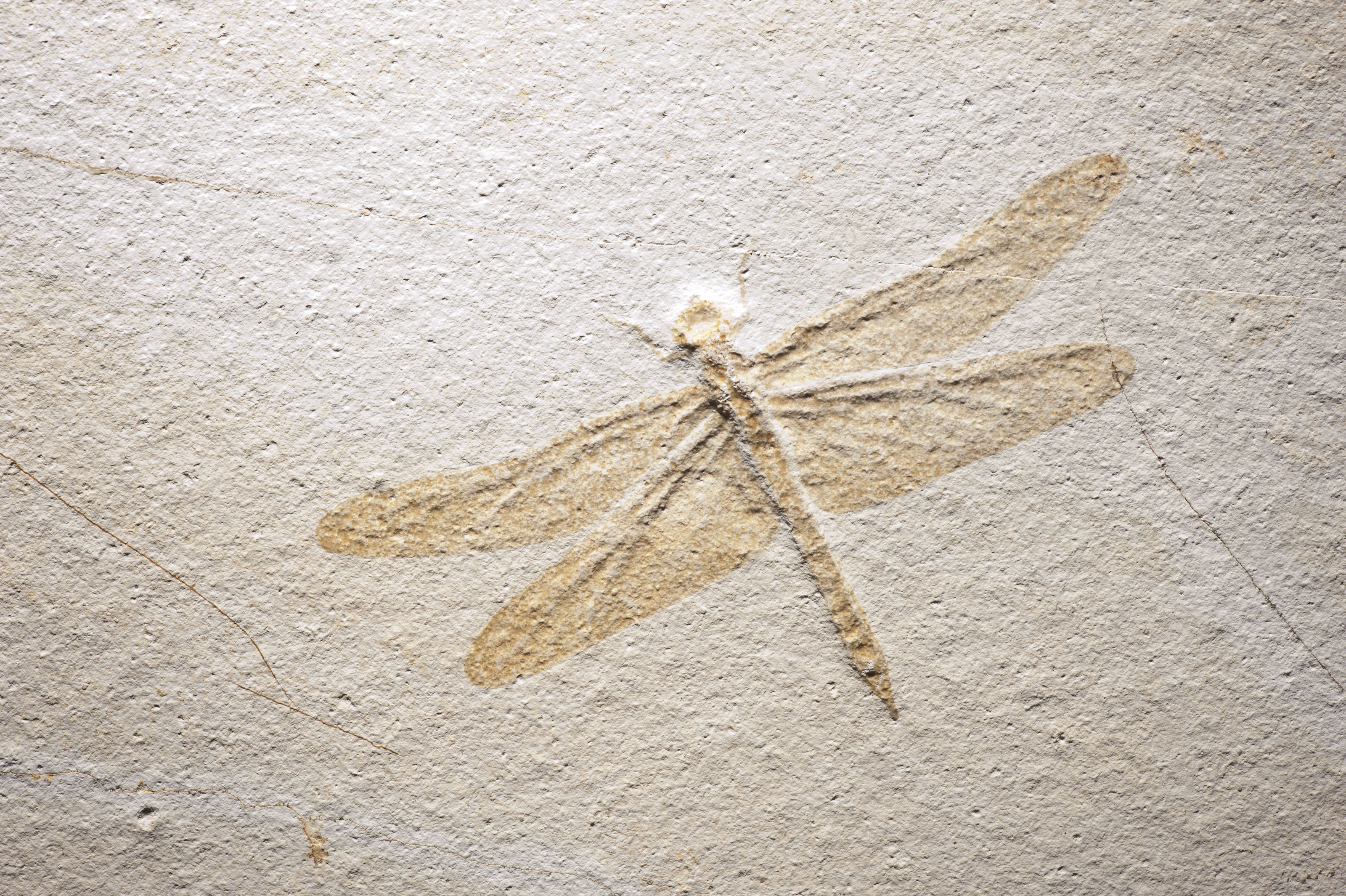 A FOSSIL DRAGONFLY , SOLNHOFEN, GERMANY Christie's