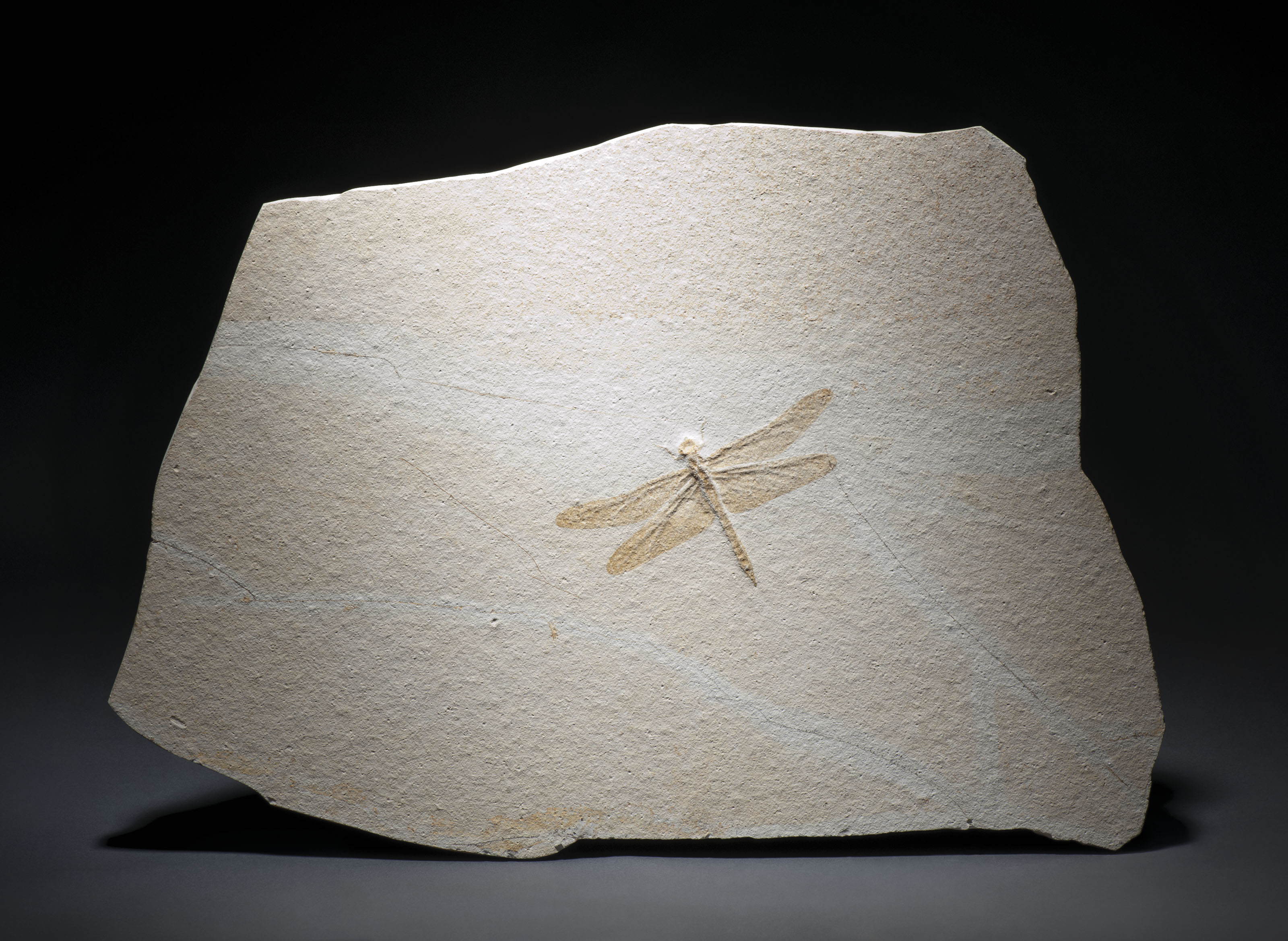A FOSSIL DRAGONFLY , SOLNHOFEN, GERMANY Christie's