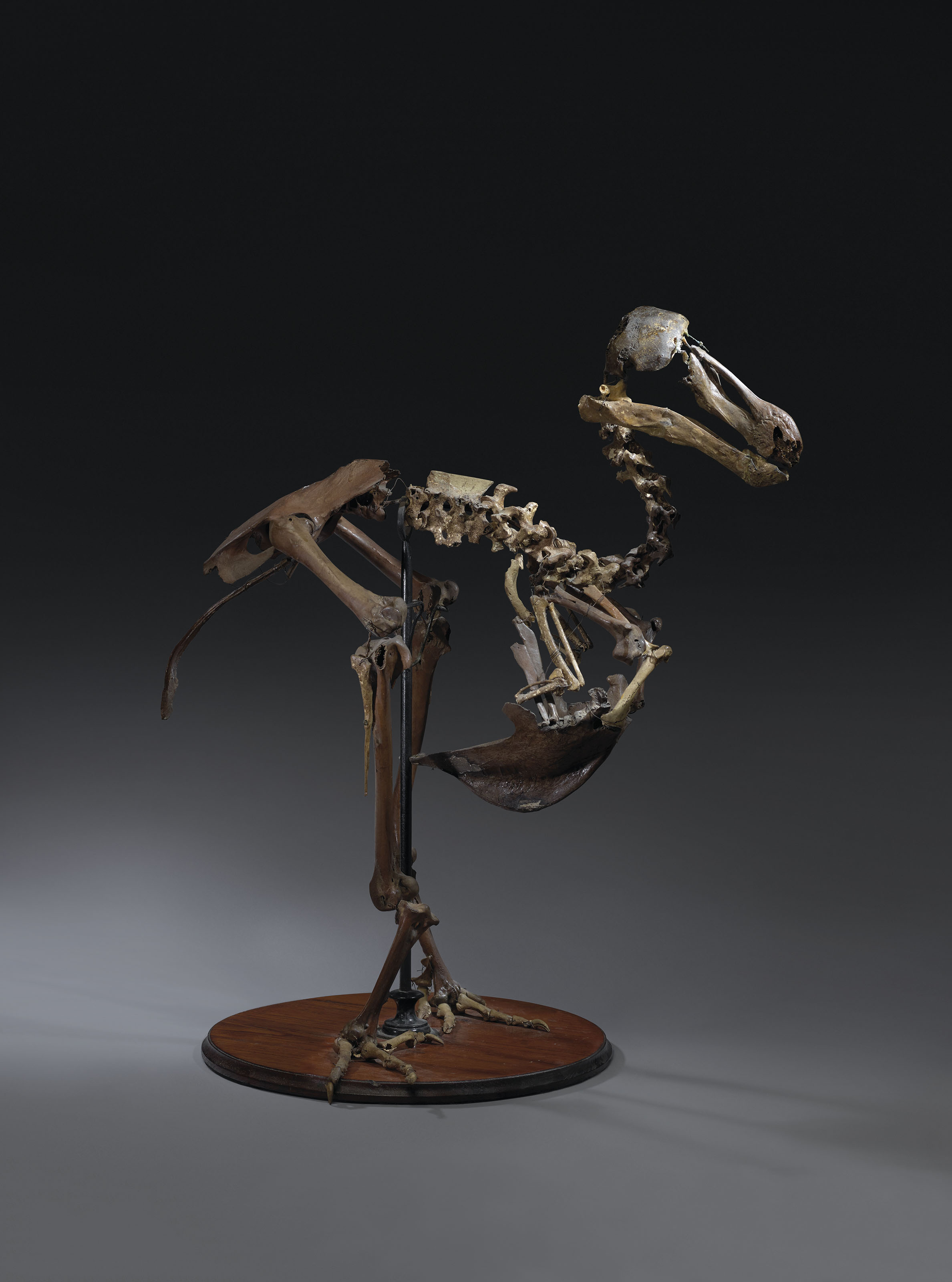 A dodo skeleton, Mauritius, before 1690. 25 x 22 x 14 in (64 x 55 x 35 cm). Sold for &pound;491,250 on 24 May 2019 at Christie&rsquo;s in London