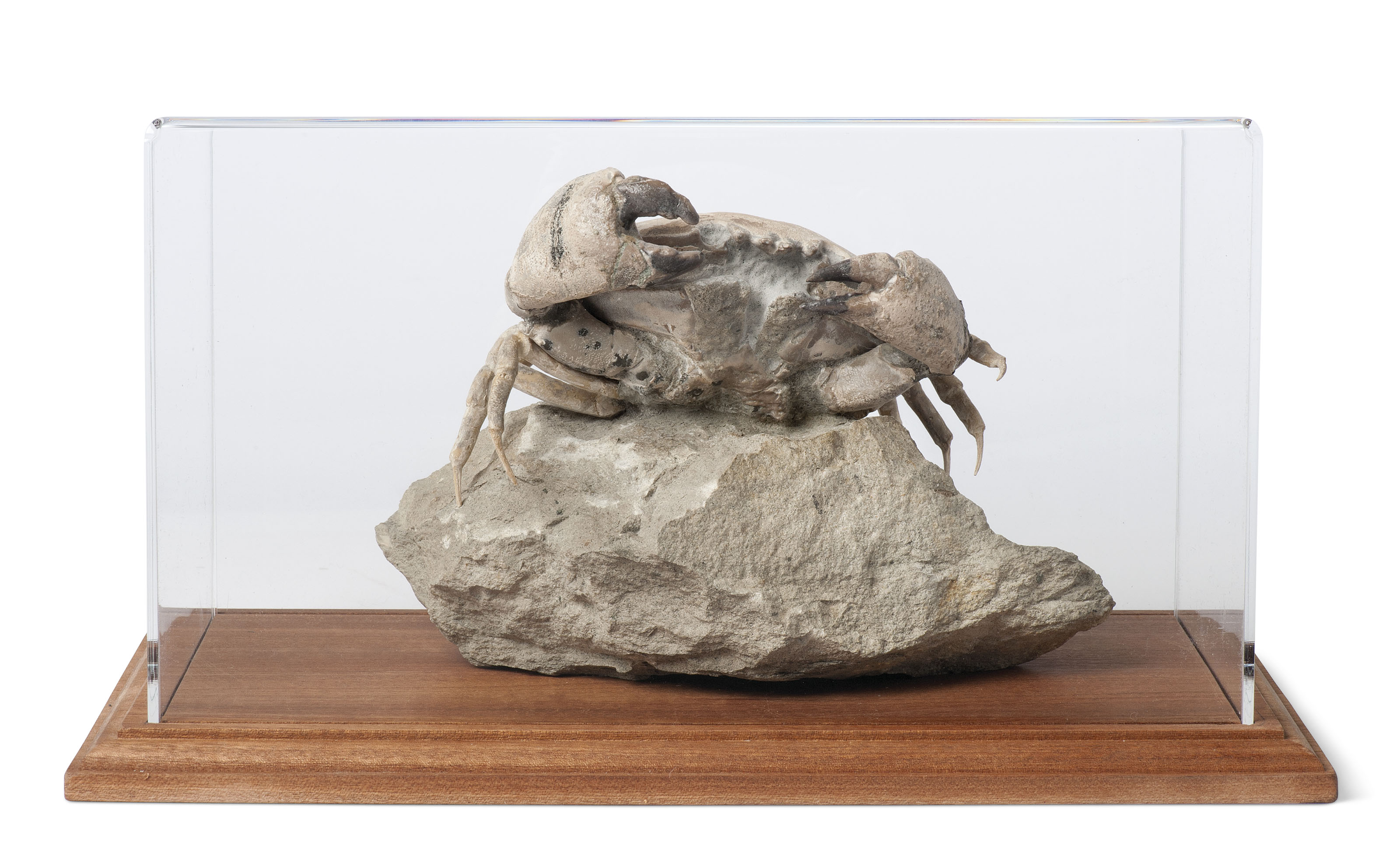 A LARGE FOSSIL CRAB , ITALY Christie's