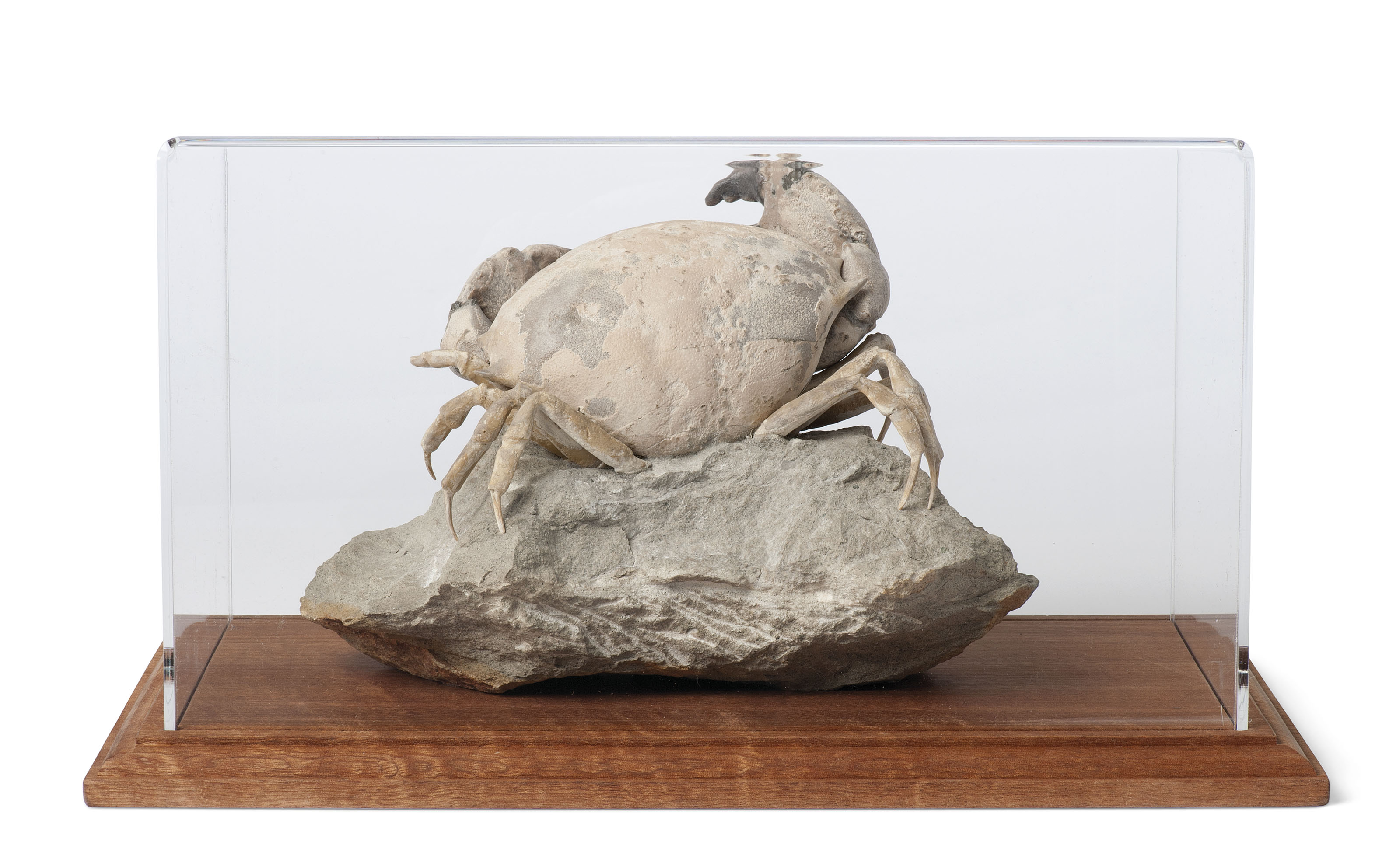 A LARGE FOSSIL CRAB , ITALY Christie's