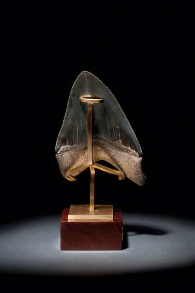 A VERY LARGE MEGALODON TOOTH , SOUTH CAROLINA | Christie's