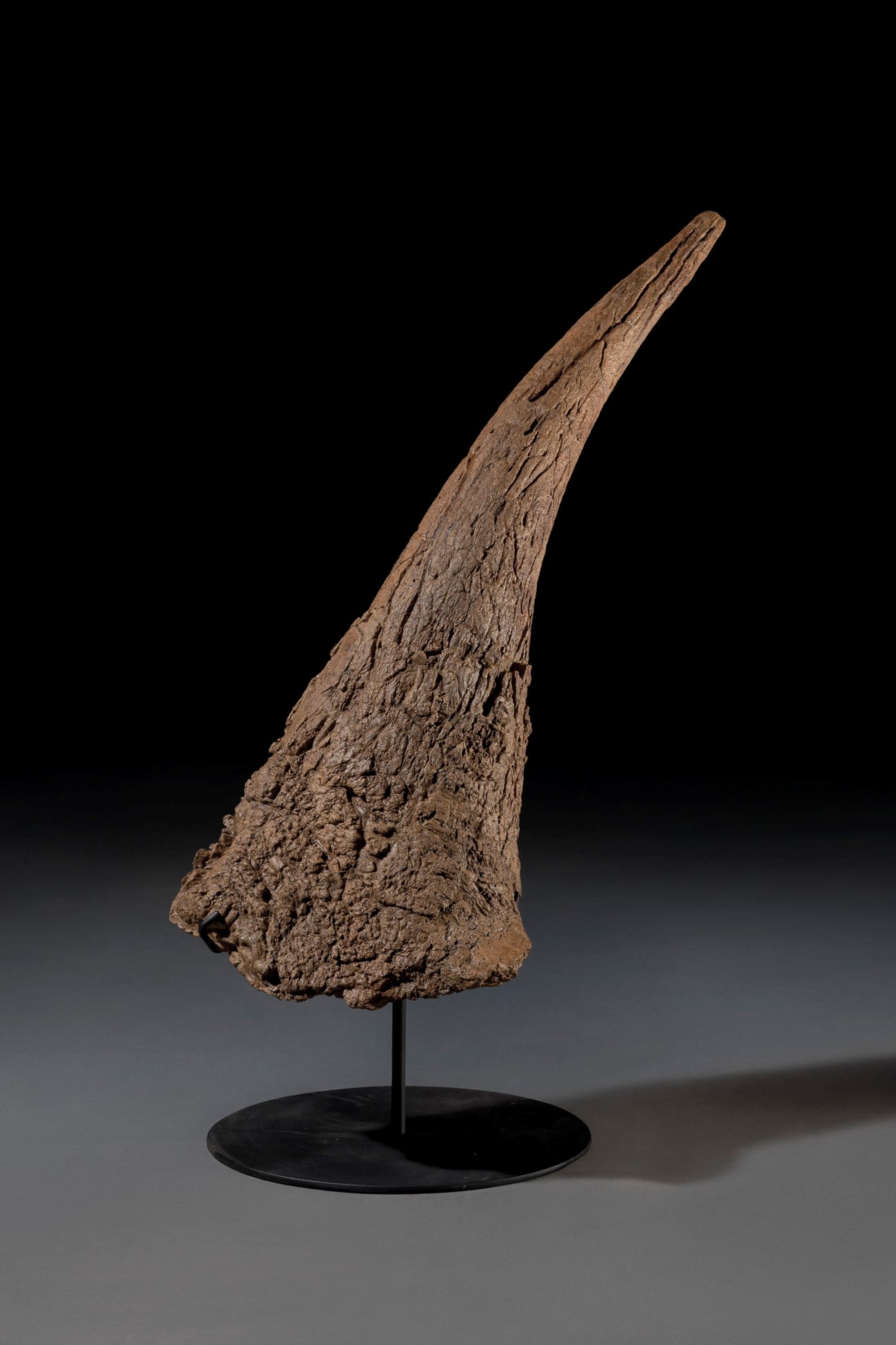 A Large Triceratops Horn Montana Usa Christies 