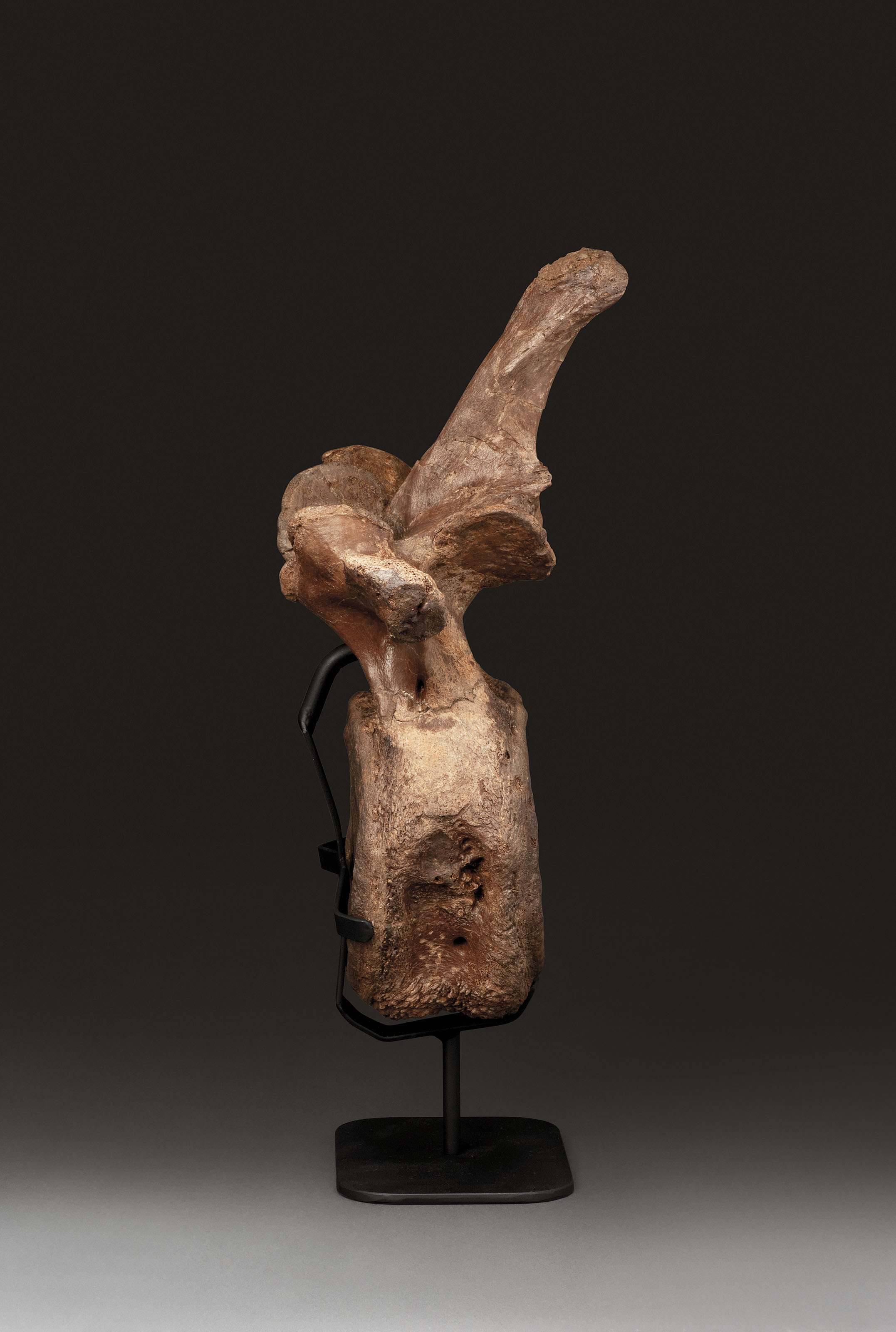 naturalis triceratops