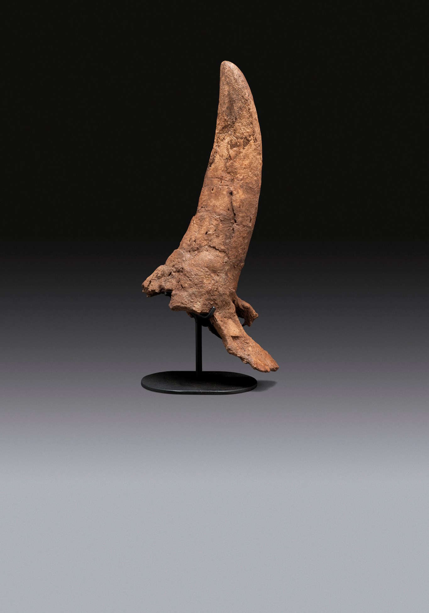 triceratops with one horn