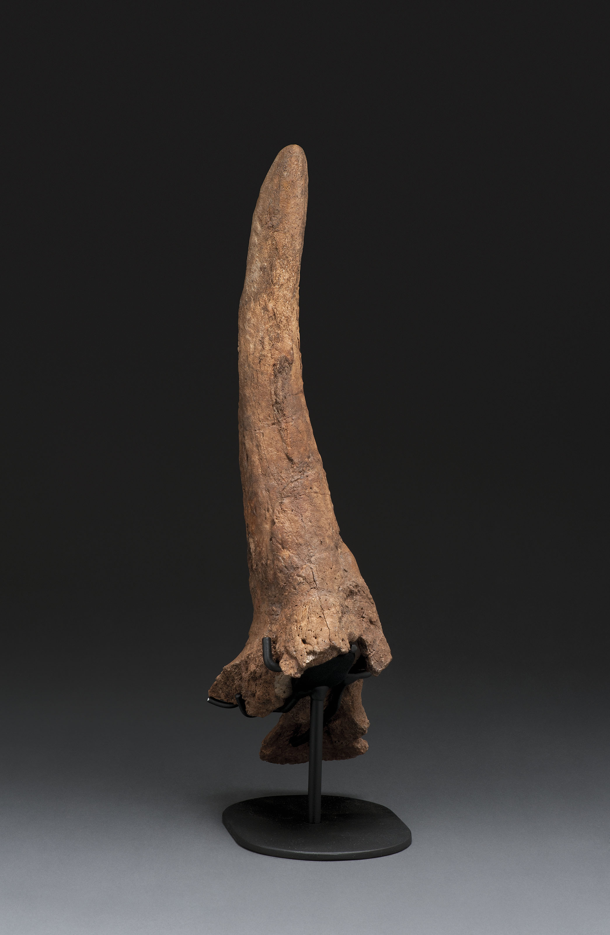 small triceratops