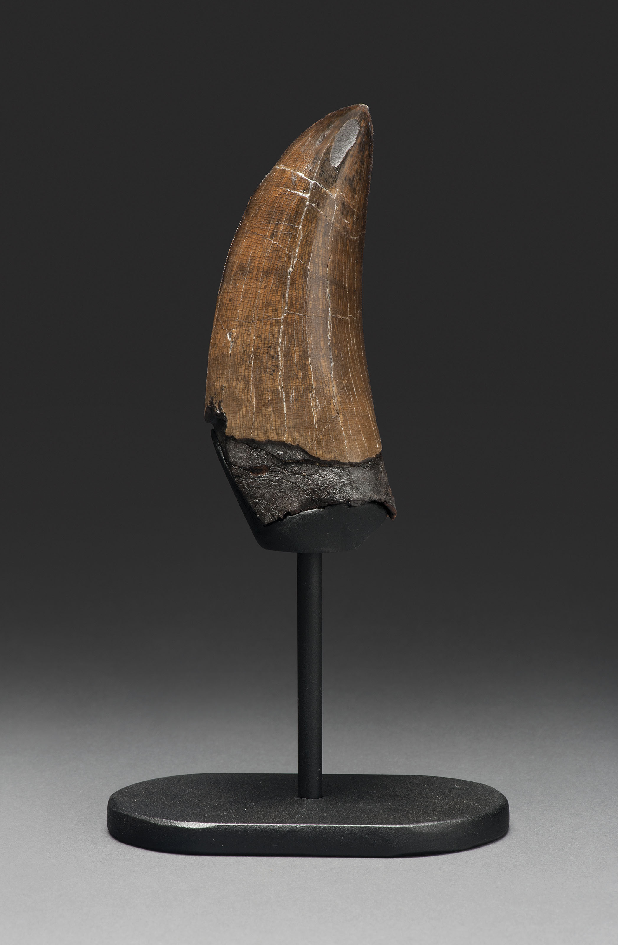 real tyrannosaurus rex tooth for sale