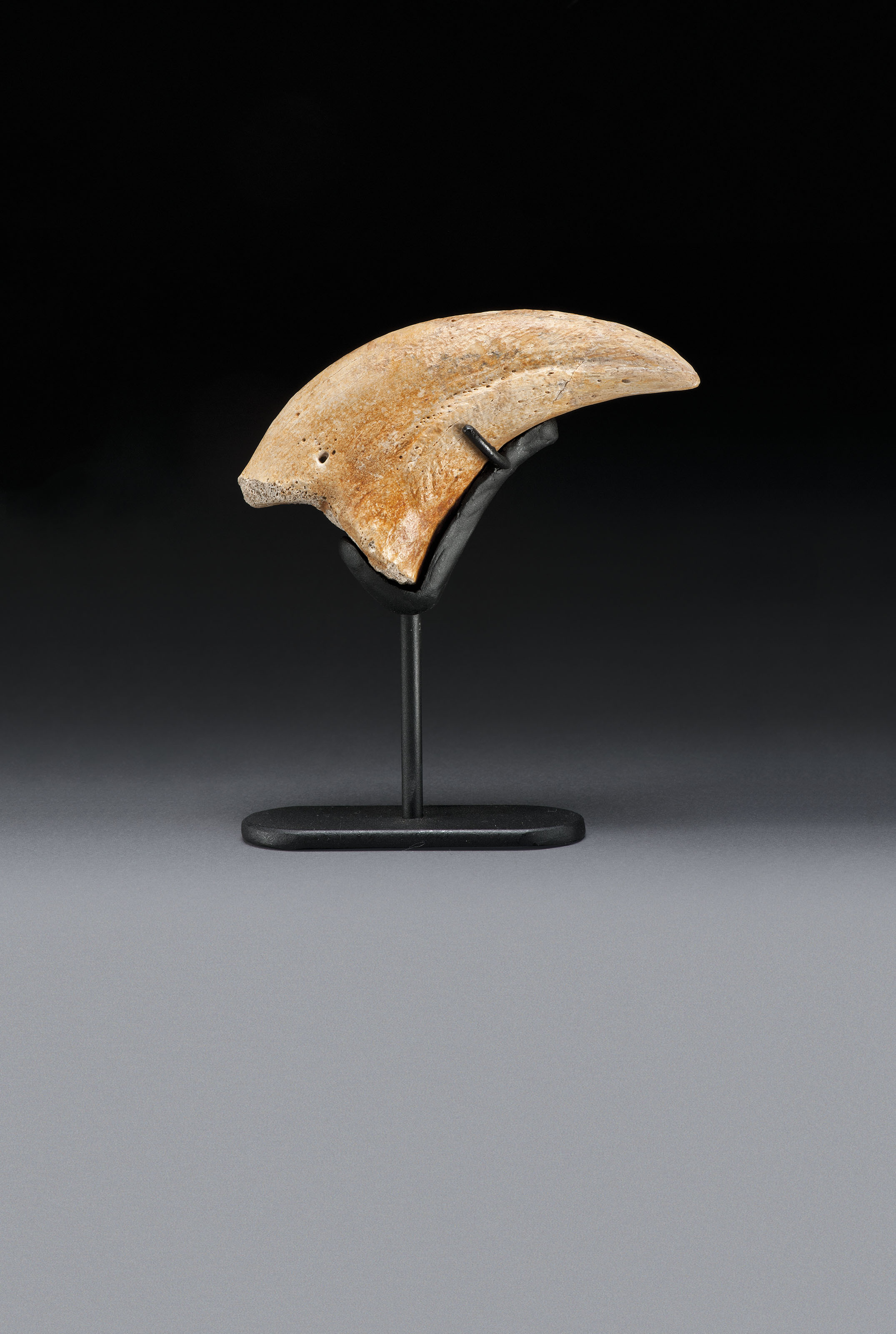 tyrannosaurus rex claw