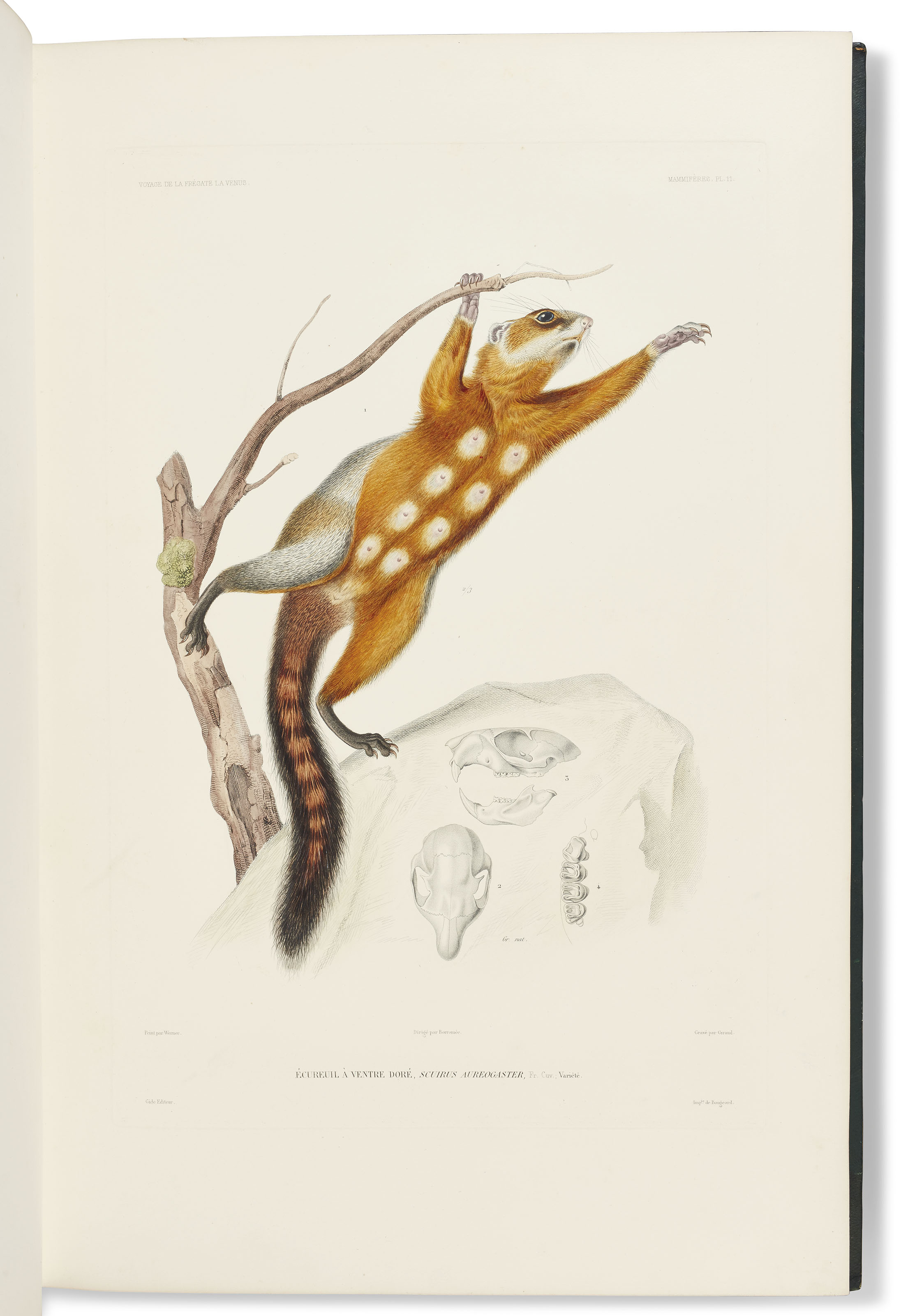 DU PETITTHOUARS, Abel Aubert (17931864). Voyage autour du Monde sur