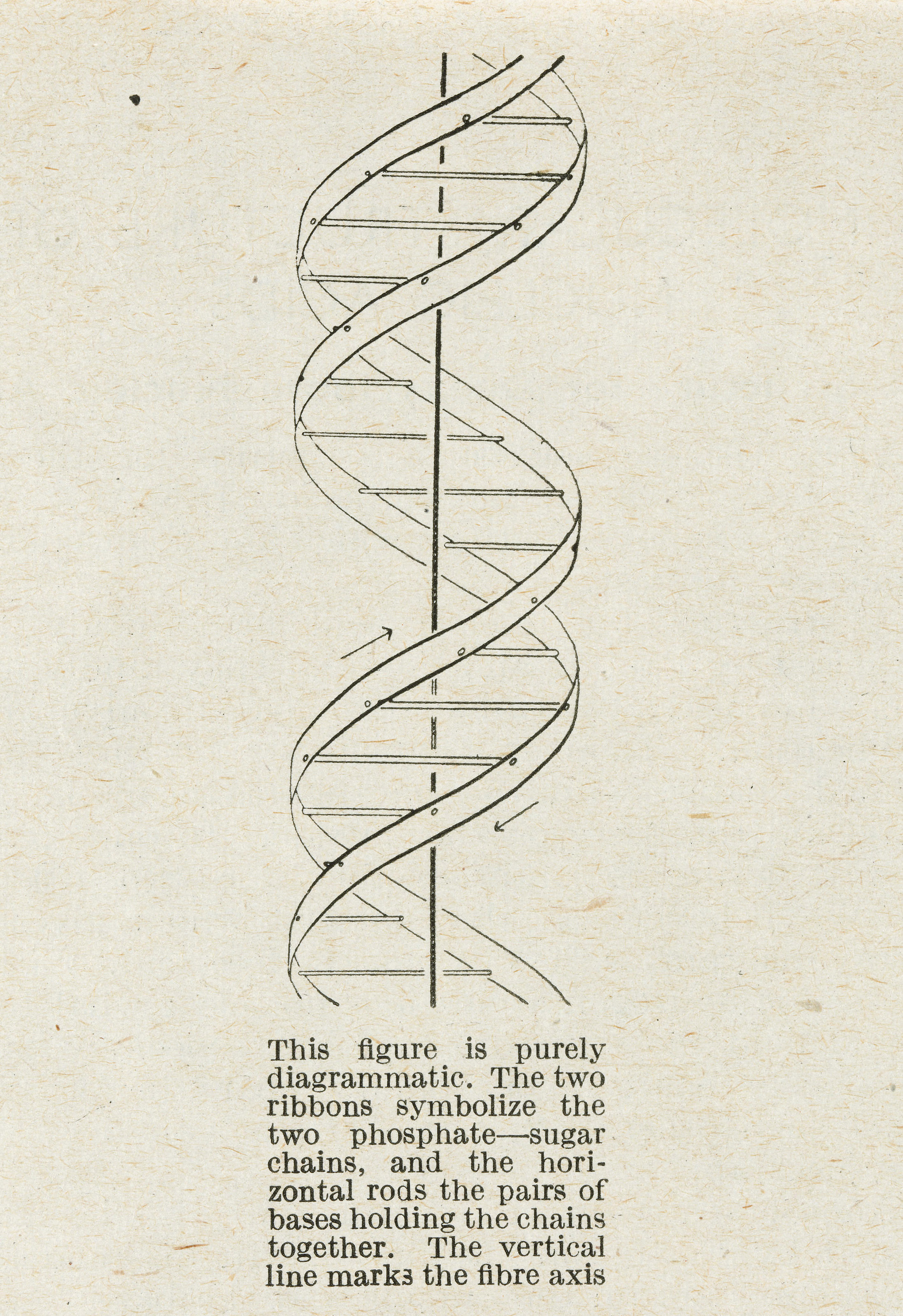The first published account of the molecular structure of DNA., James