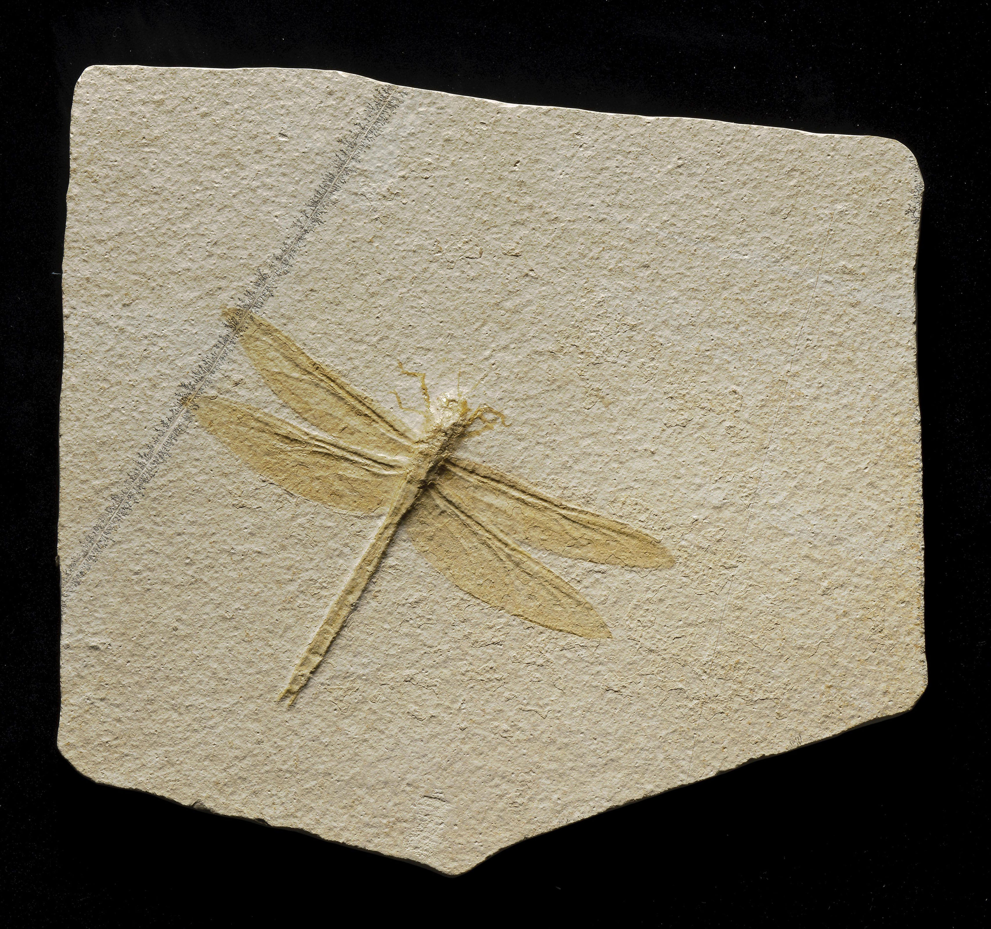 A VERY LARGE FOSSIL DRAGONFLY, SOLNHOFEN, GERMANY Christie’s