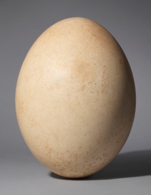 An Elephant Bird Egg Madagascar Pre 17th Century Christie S