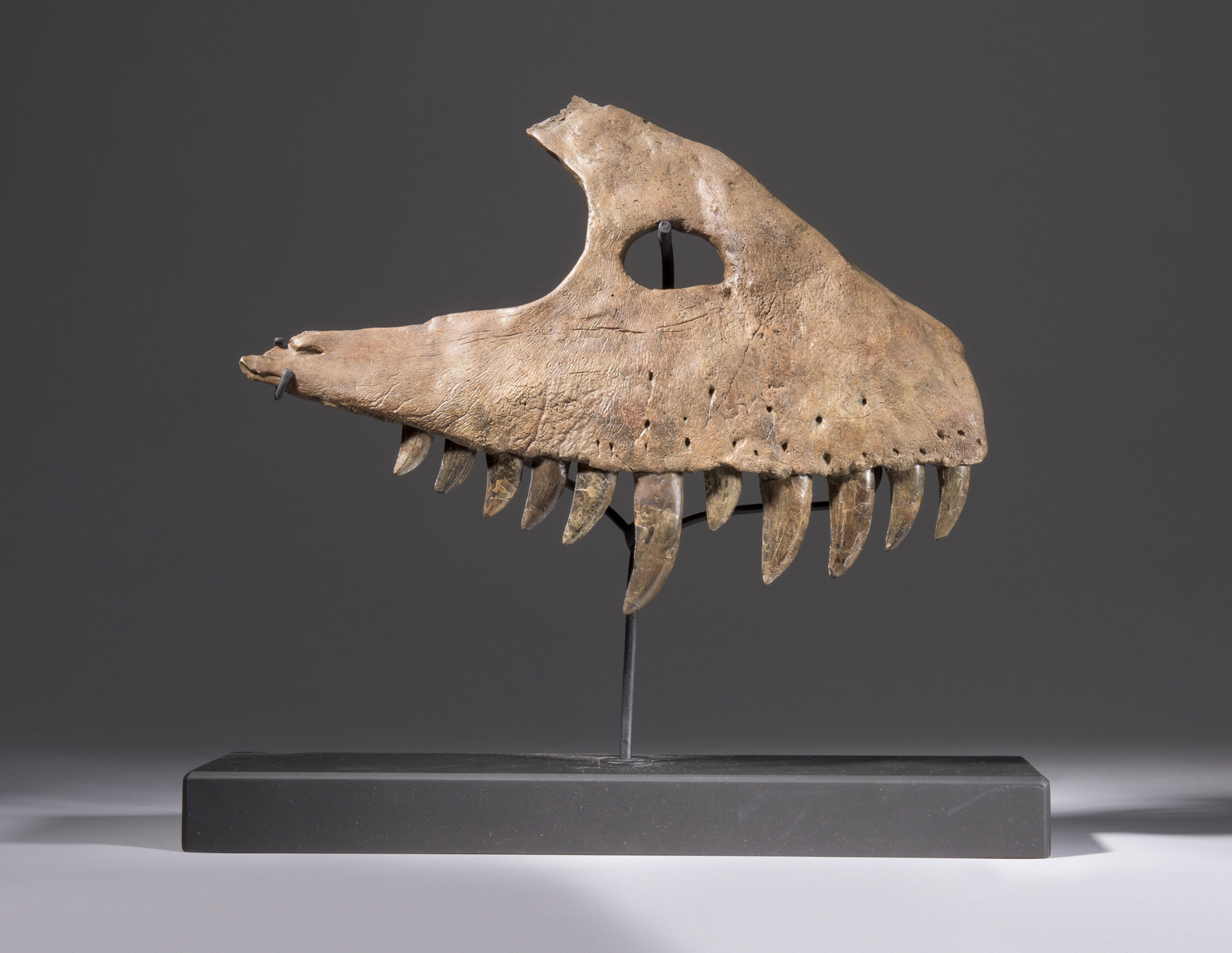 ALLOSAURUS TEETH MONTANA USA Christie s