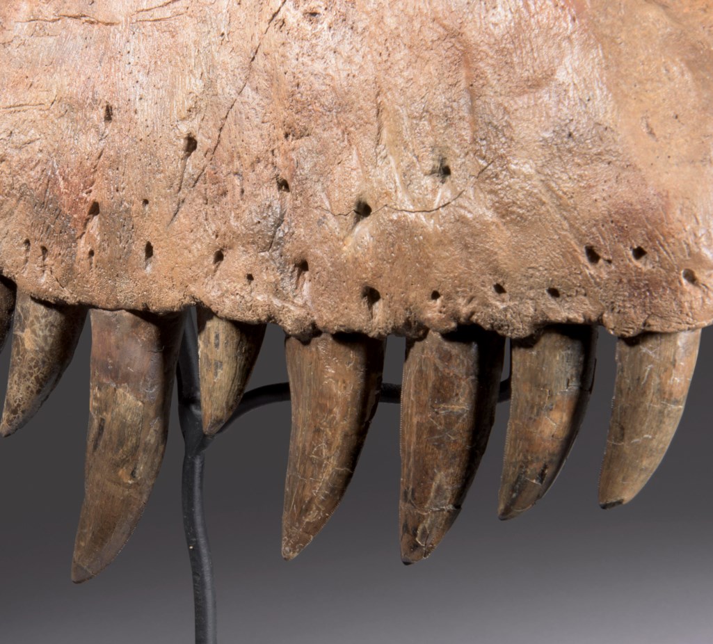 allosaurus tooth