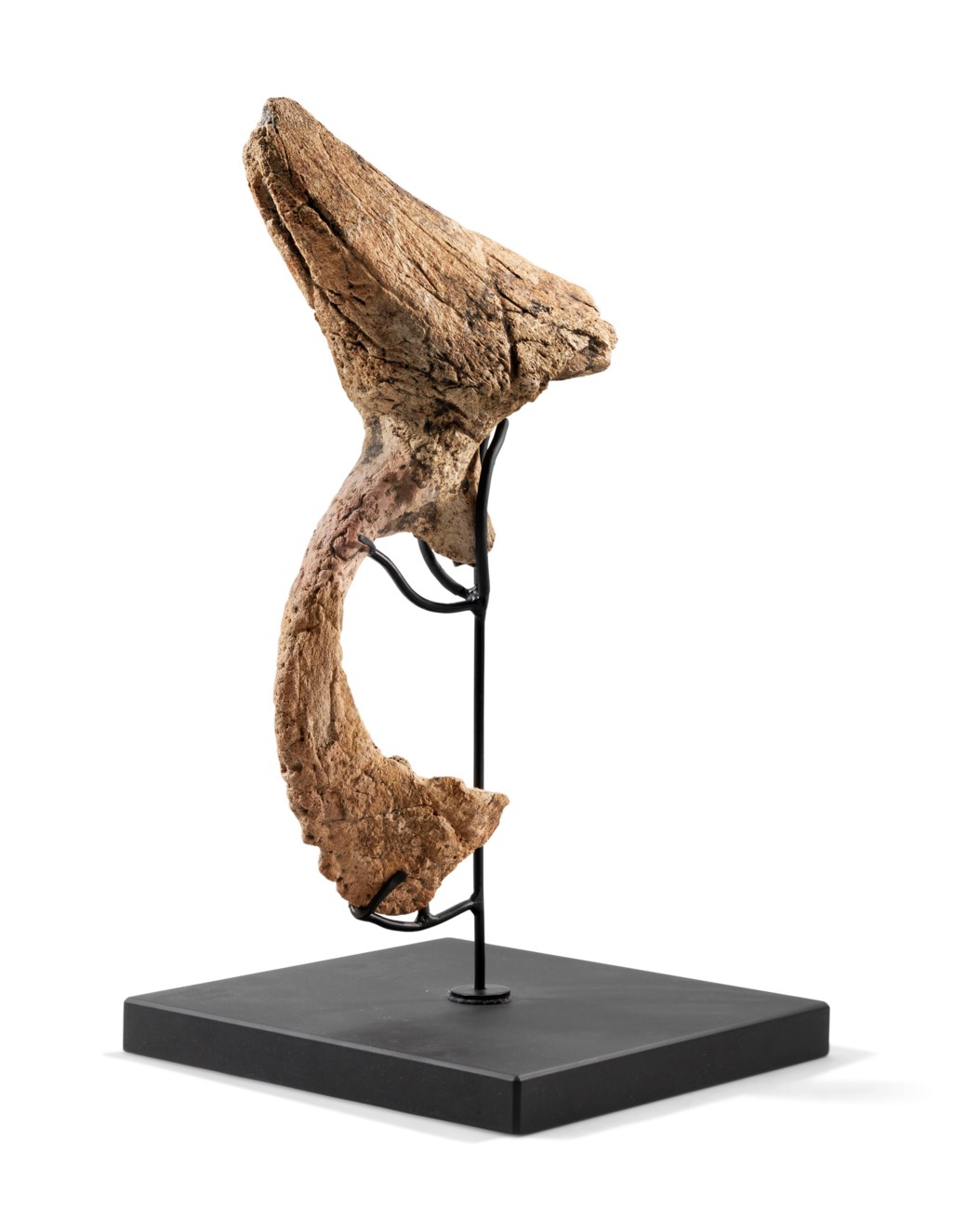triceratops brow horn for sale
