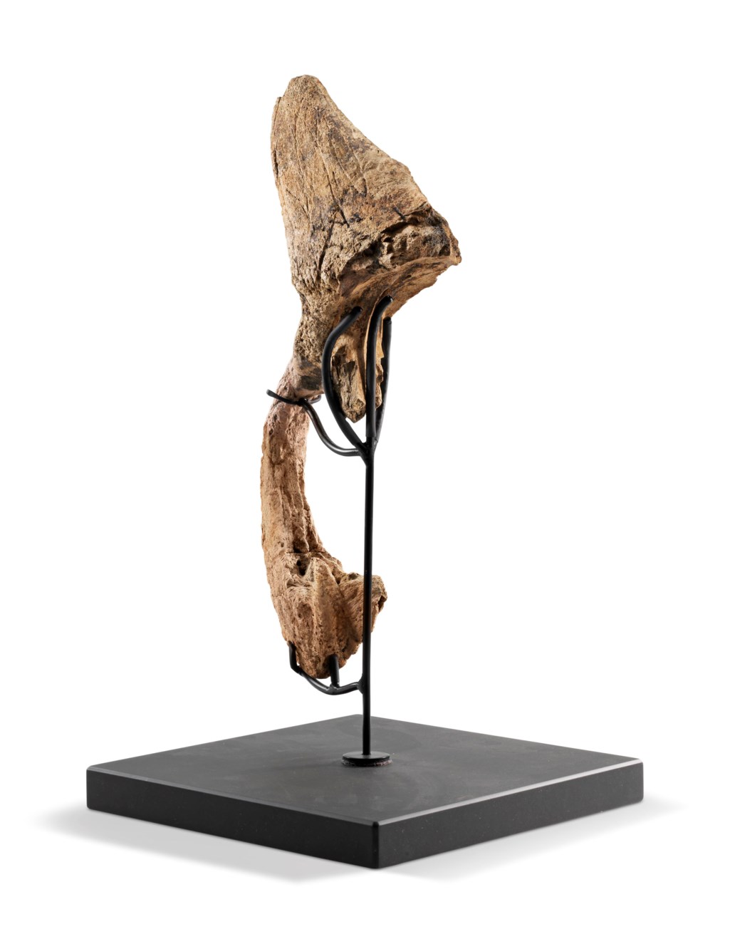 triceratops brow horn for sale