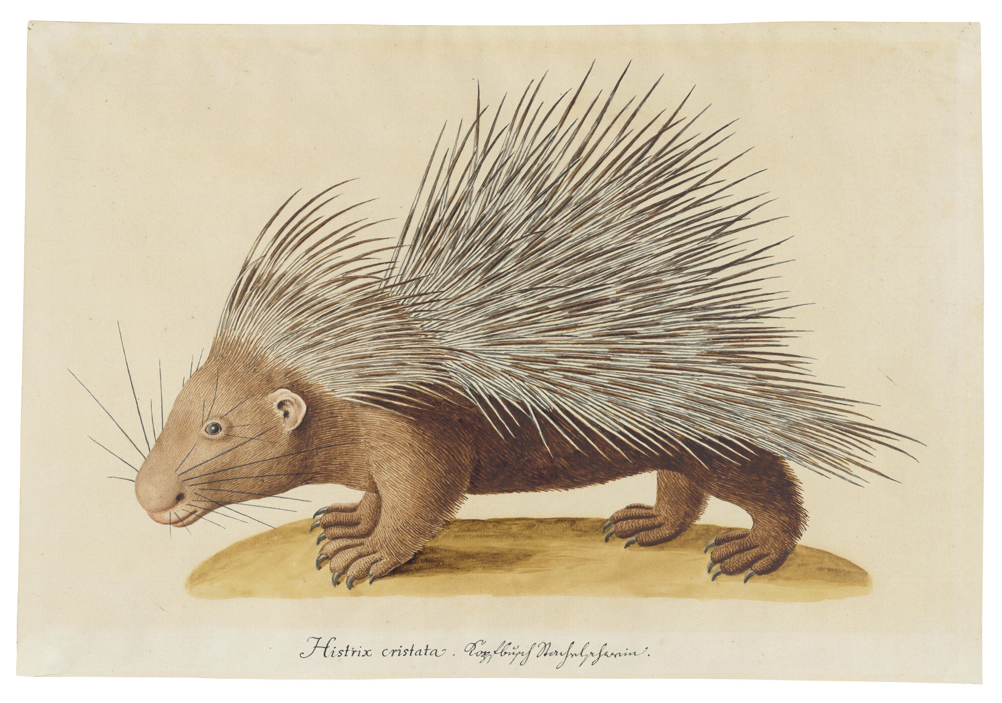 Catalog image of A crested porcupine (Hystrix cristata)