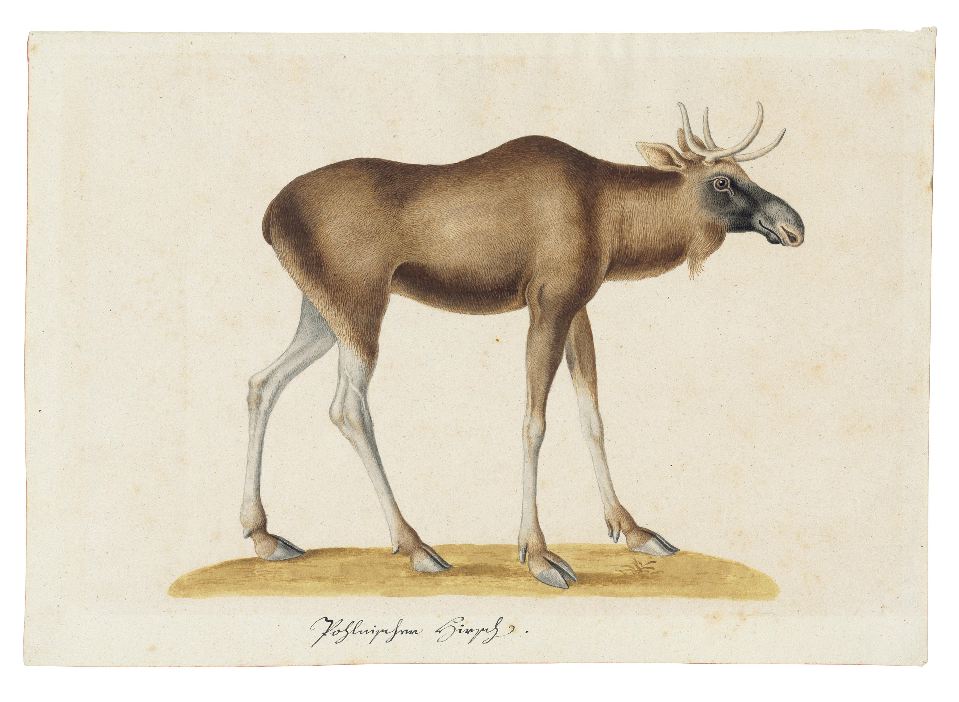 Catalog image of A moose (Alces alces)