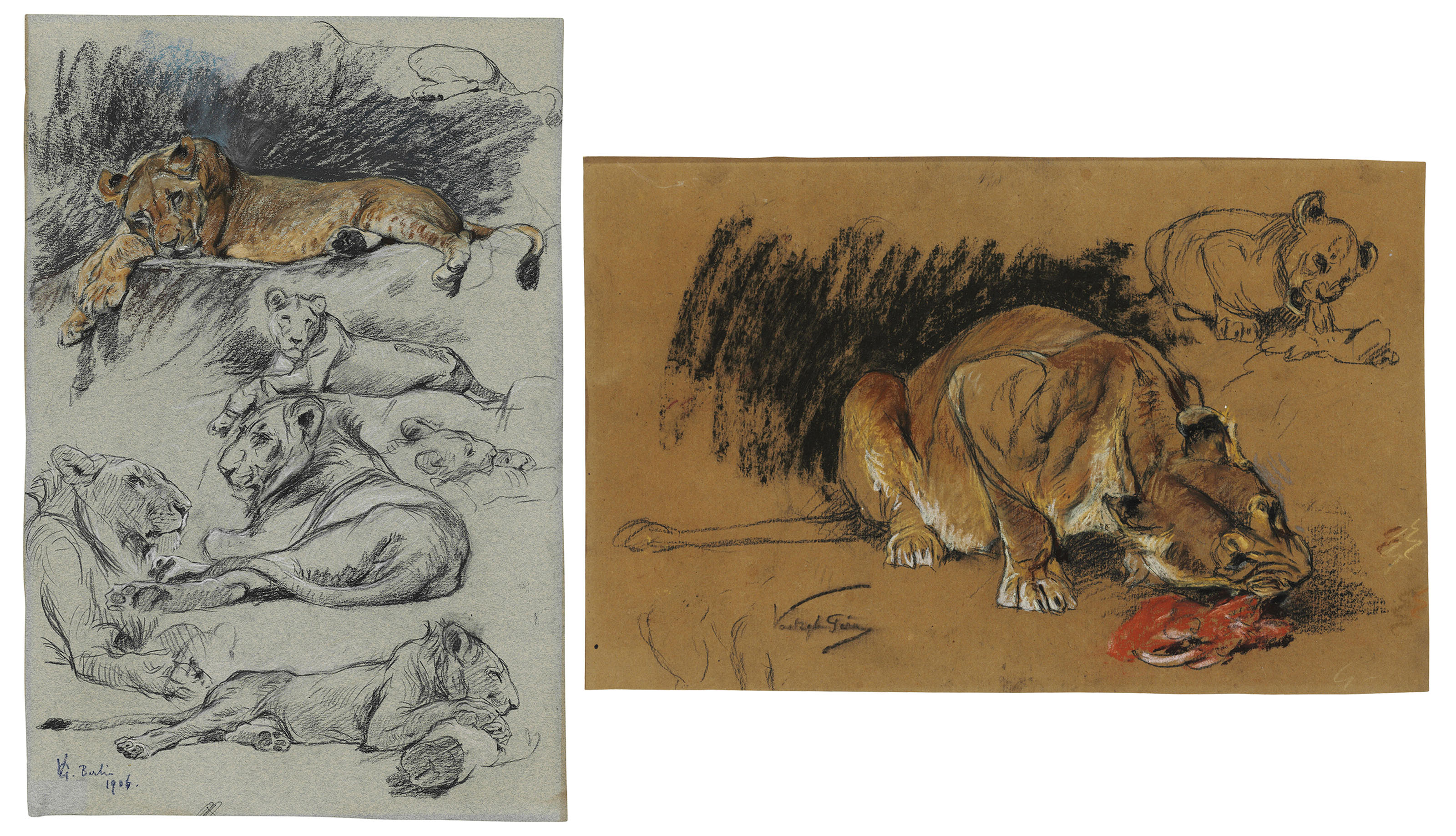Catalog image of Studies of a lion and a lioness; Studies of a lioness eating and a lion cub