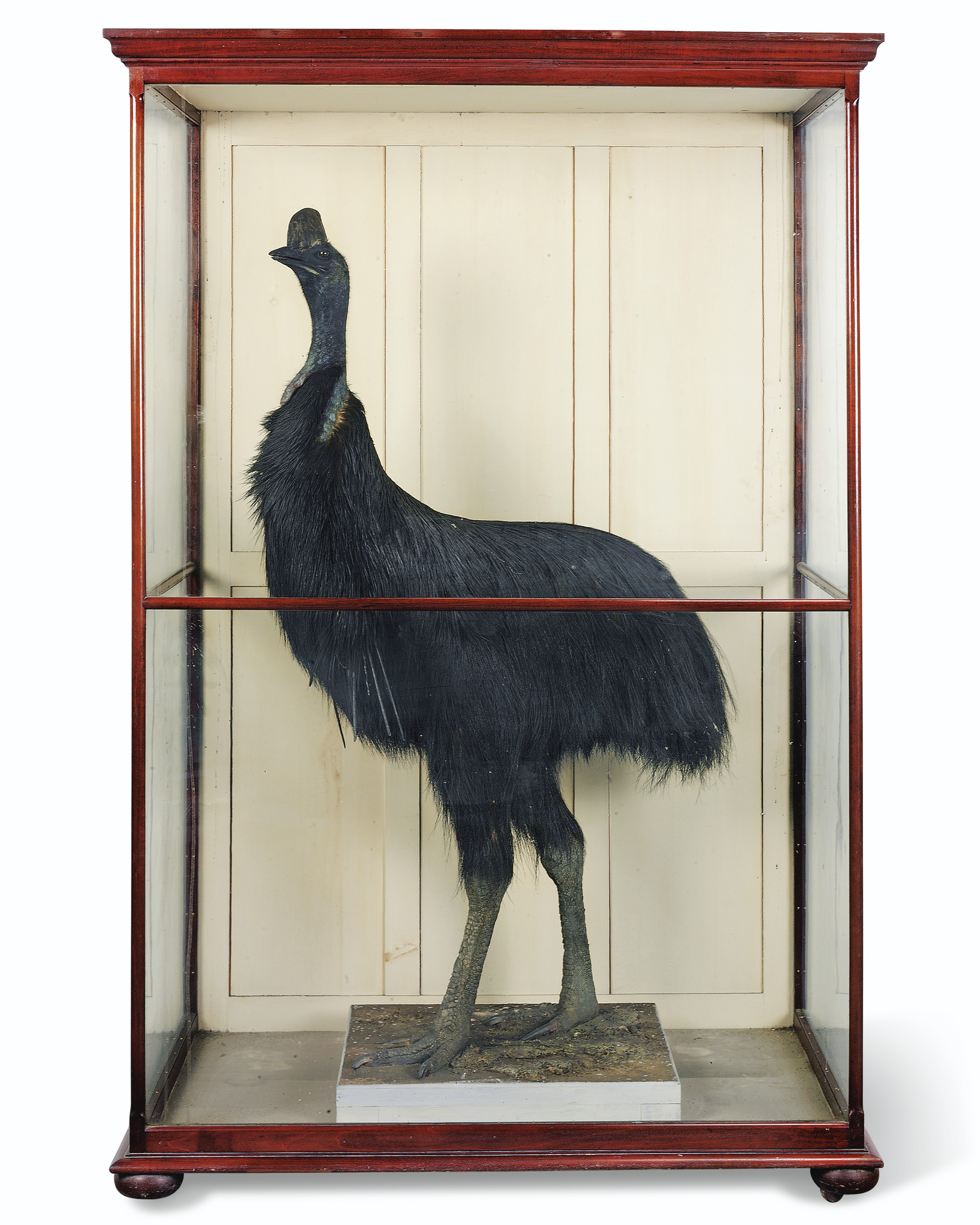A taxidermy southern cassowary, southern Australia, late 19th/ early 20th century. 80 in (203.5 cm) high; 52&frac12; in (133 cm) wide; 33 in (84 cm) deep. Estimate: &pound;5,000-10,000. Offered in Property from Descendants of Their Majesties King George V and Queen Mary on 13 December 2019 at Christie&rsquo;s in London