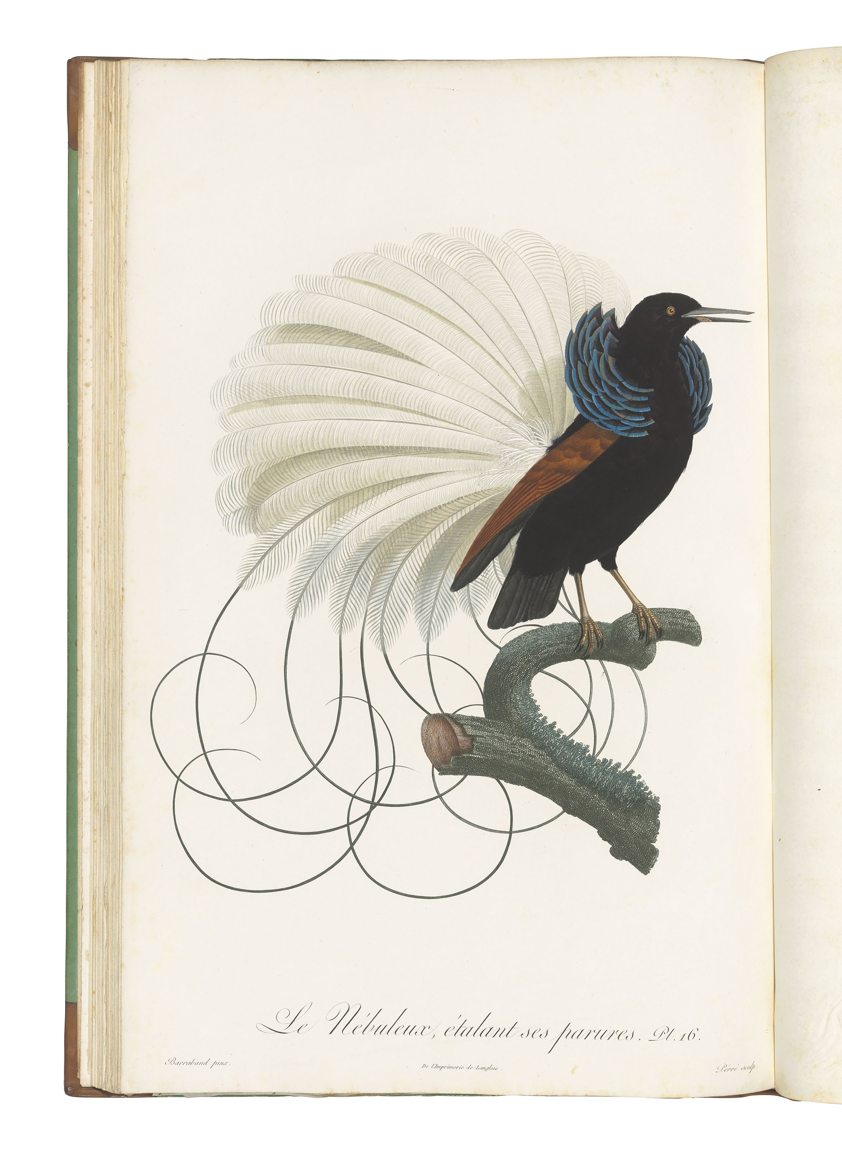 Levaillant François 1753 1824 Histoire Naturelle Des