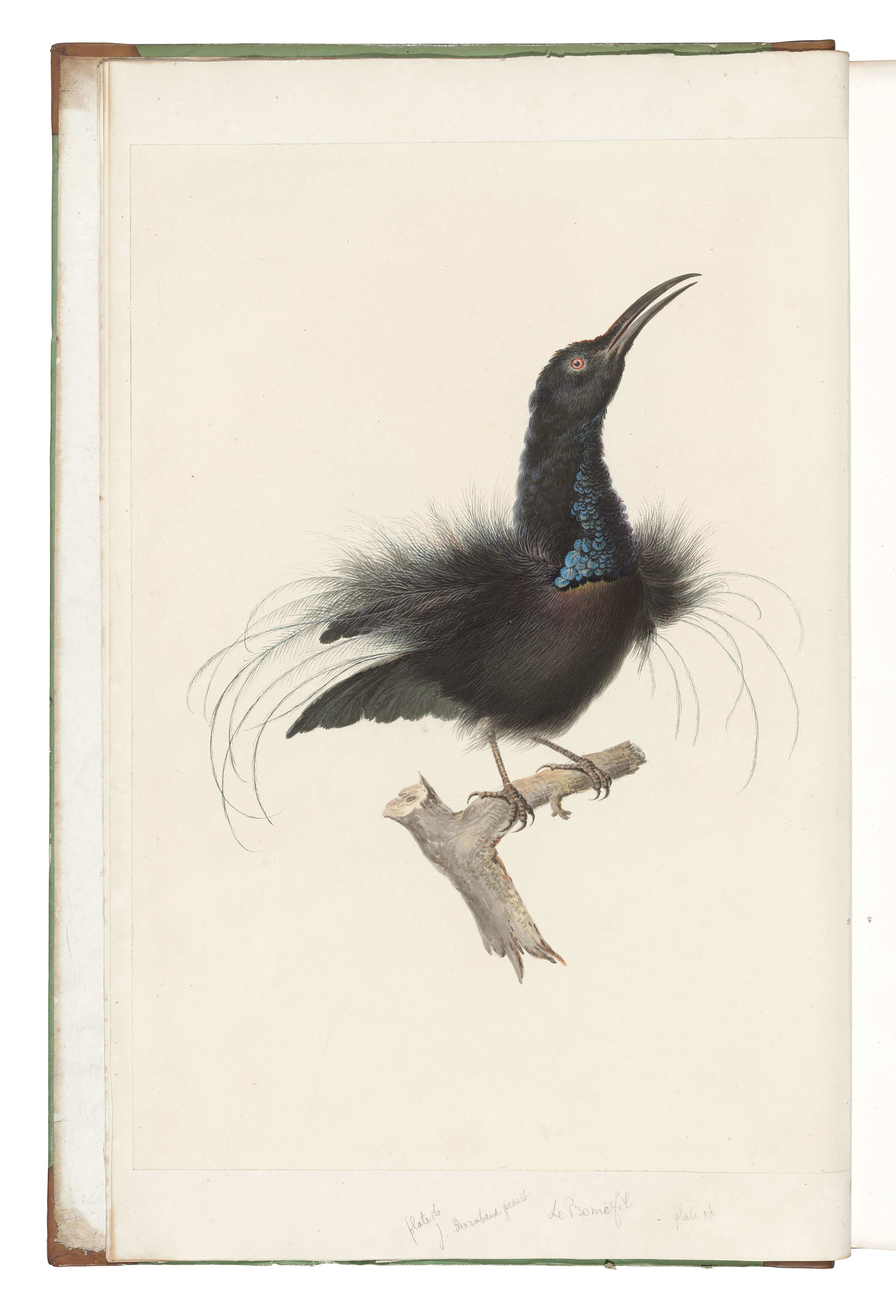 Levaillant François 1753 1824 Histoire Naturelle Des