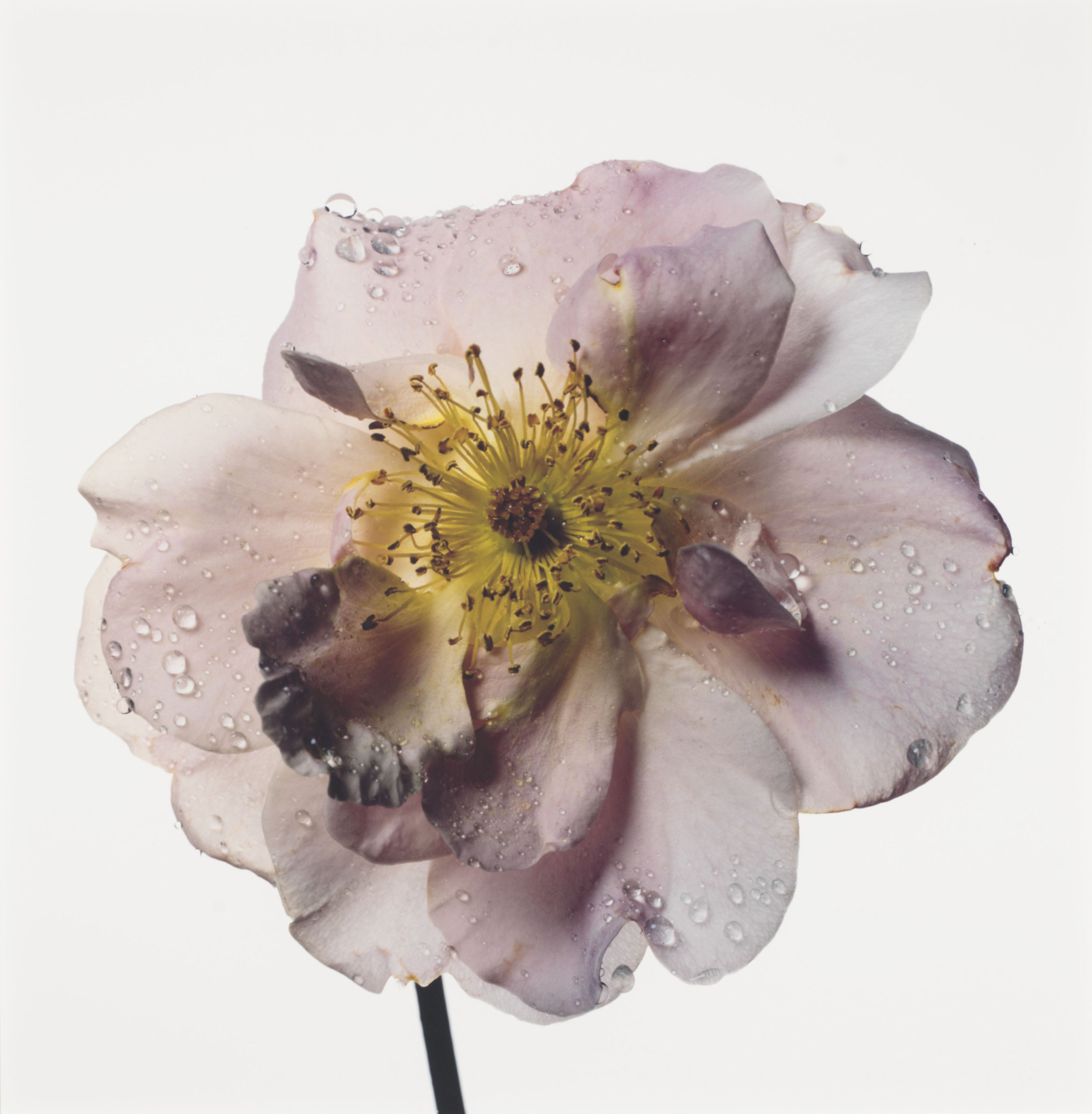 シンプルでおしゃれ 絶版 FLOWERS Irving Penn 写真集 Vogue 洋書 花