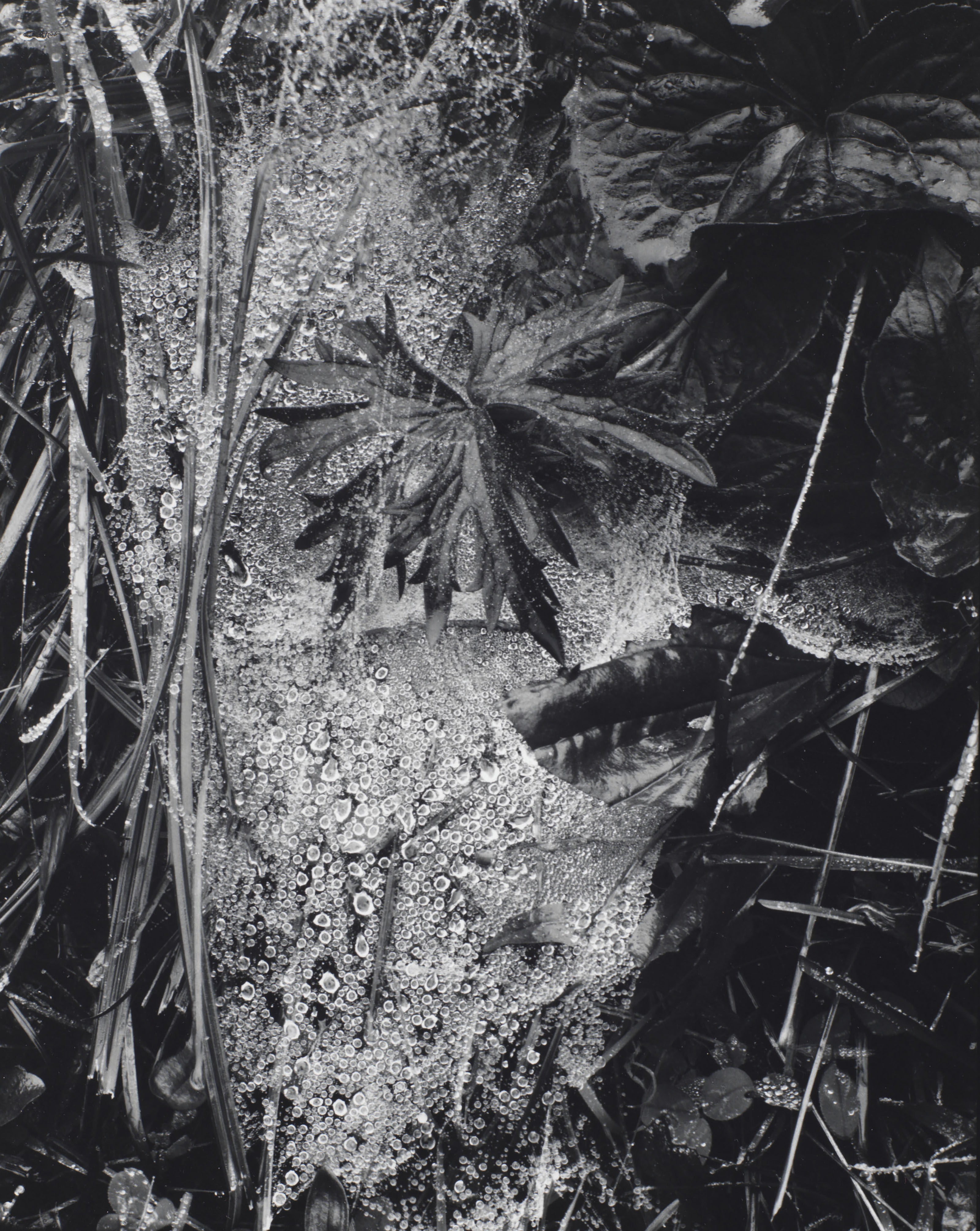 Paul Strand (1890-1976), Cobweb in Rain, Georgetown, Maine, 1927. Sheet/flush mount: 9⅞ x 8  in (25 x 20.2  cm). Estimate: $20,000-30,000. This lot is offered in Photographs on 2 April 2019 at Christie&rsquo;s in New York