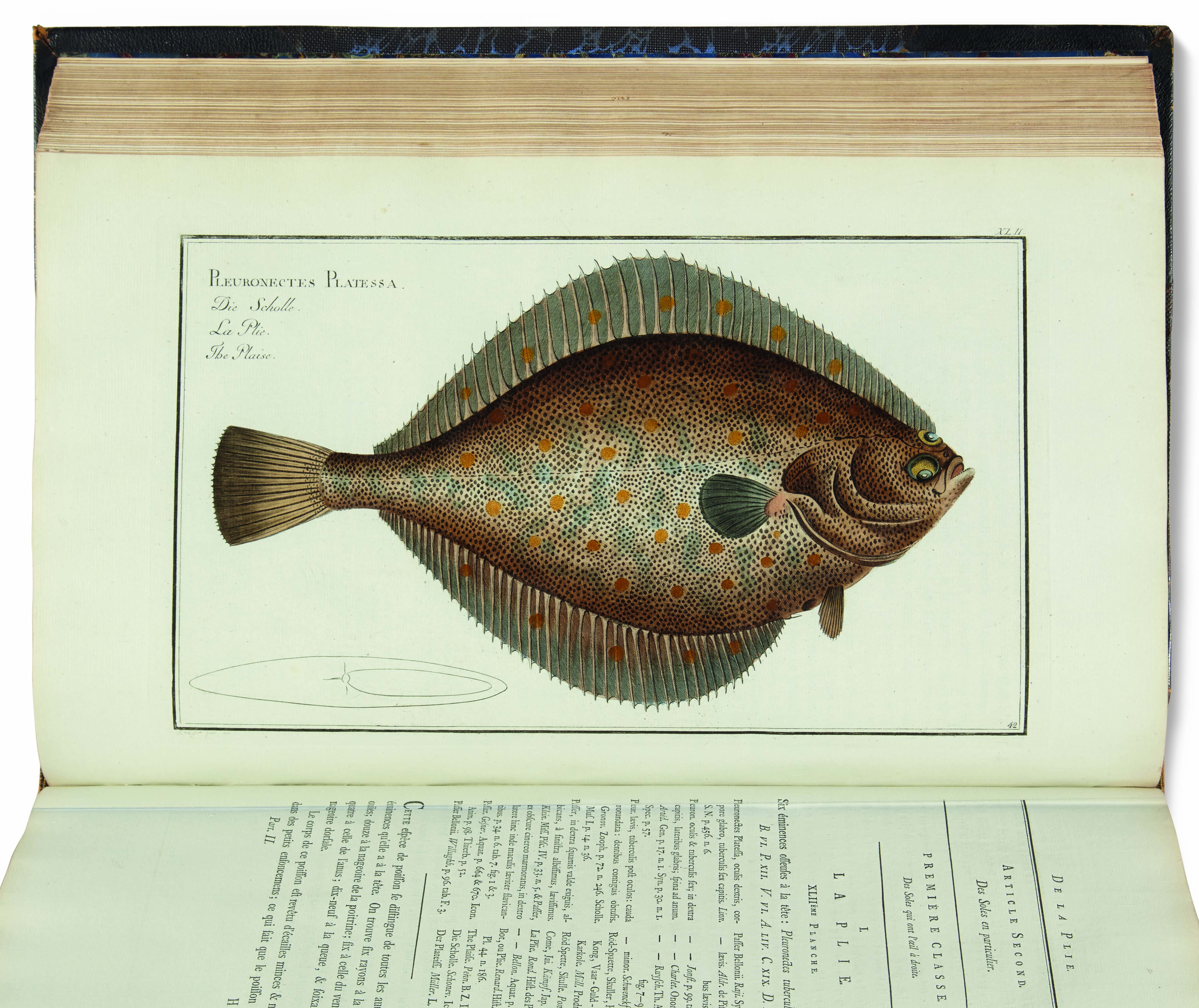 BLOCH, Marcus Elieser (1723-1799). Ichthyologie, ou Histoire