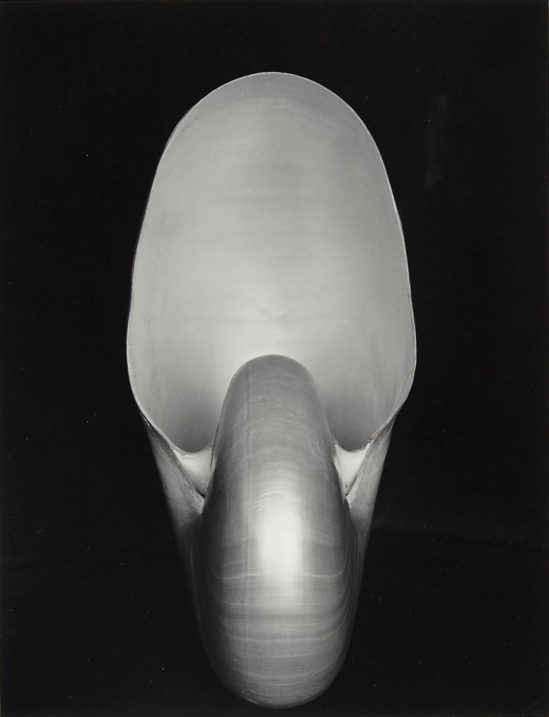 Edward Weston (1886–1958), Shell, 1927. Gelatin silver print, mounted on board, printed later by Cole Weston. Mount 15⅛ x 13½  in (38 x 33.5  cm). Estimate $6,000-8,000. This lot is offered in Daydreaming Photographs from the Goldstein Collection on 2 April 2019 at Christie’s in New York