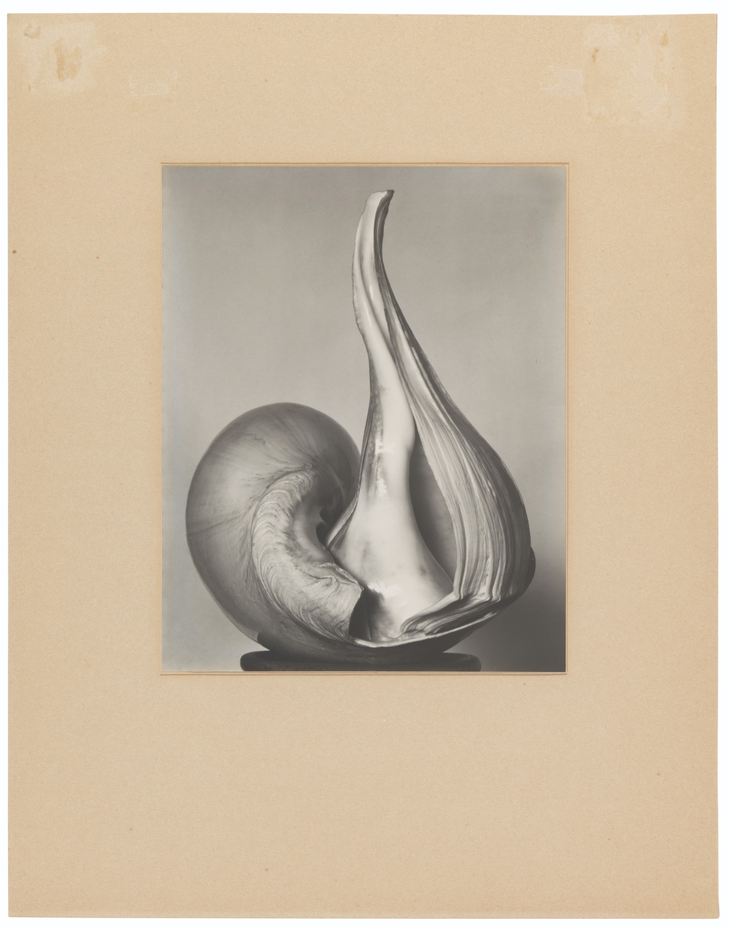 EDWARD WESTON (18861958) , Two Shells, 13S, 1927 Christie's