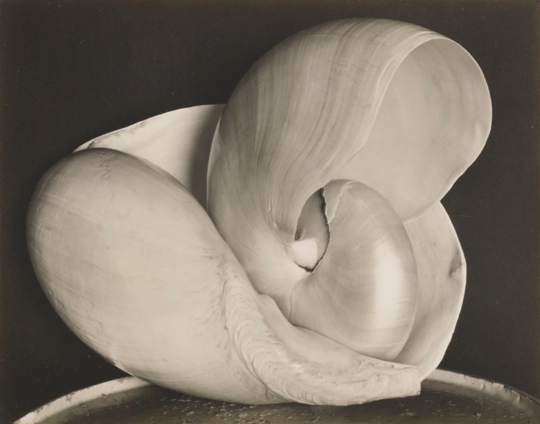 Edward Weston (1886–1958), Shells 6S, 1927. Mount 8 x 9¾  in (20.3 x 24.8  cm). Estimate $300,000-500,000. This lot is offered in The Face of the Century Photographs from a Private Collection on 2 April 2019 at Christie’s in New York