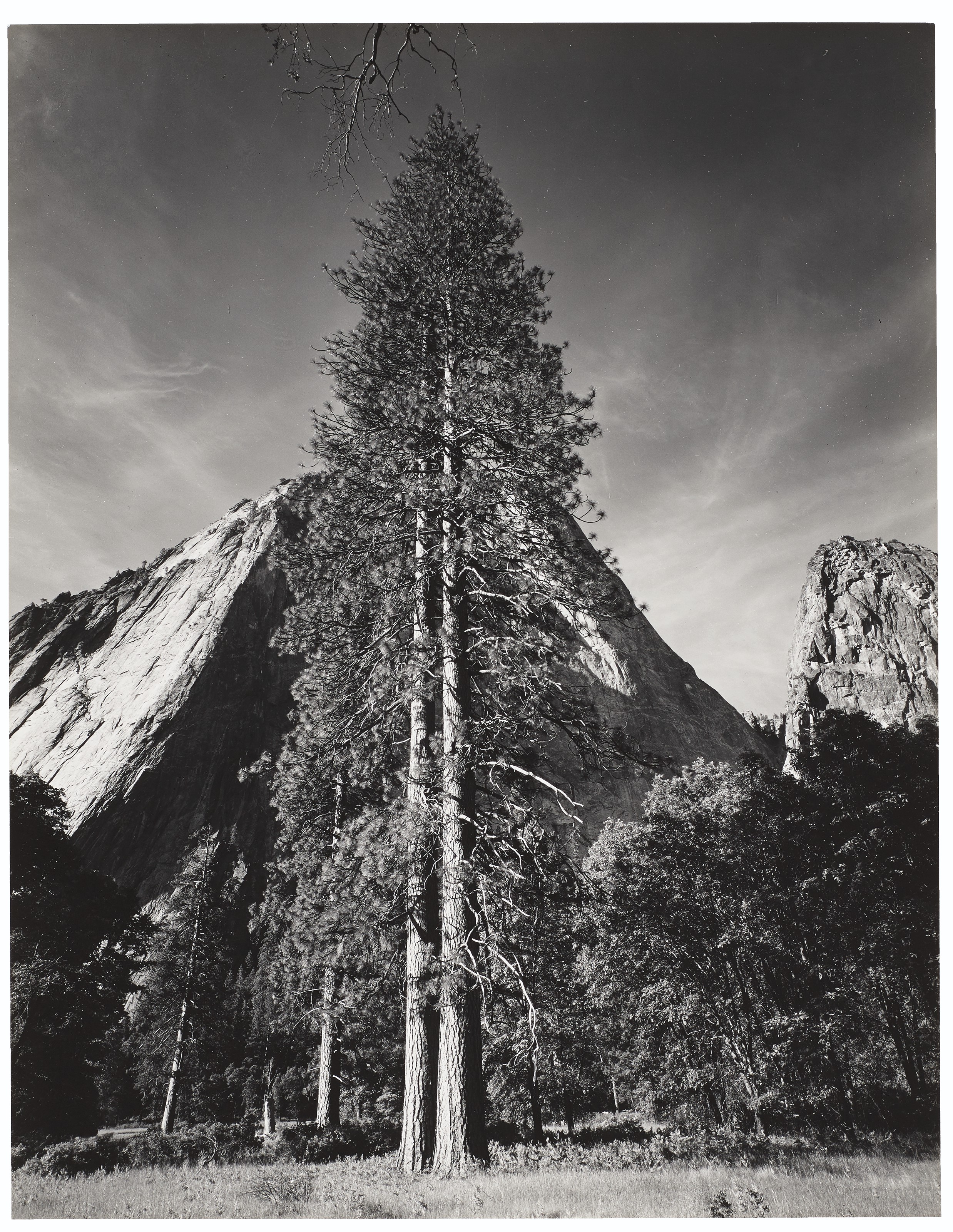ANSEL ADAMS (19021984) , Trees and Cliffs, Yosemite Valley, California