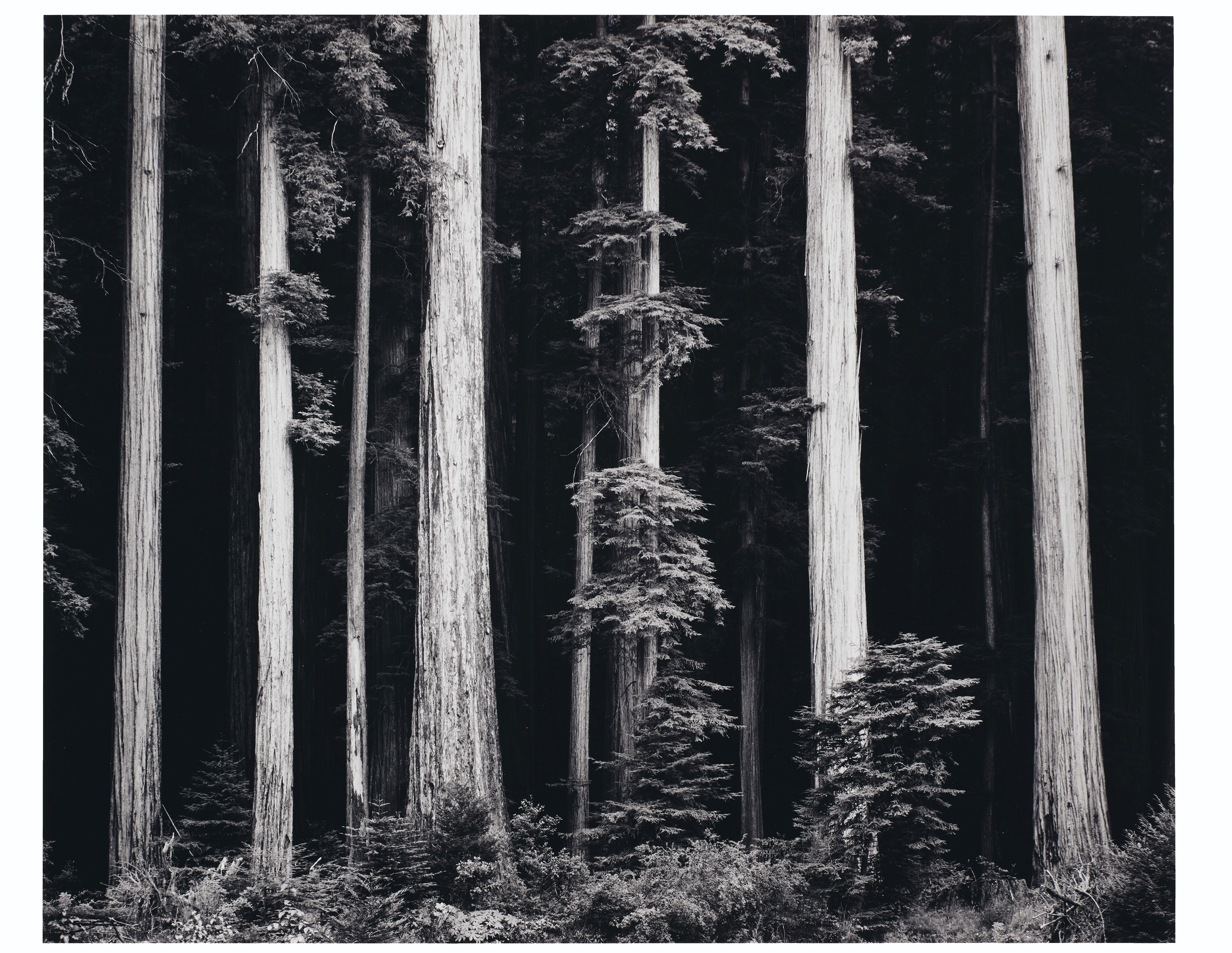 ANSEL ADAMS (19021984) , Redwoods, Bull Creek Flat