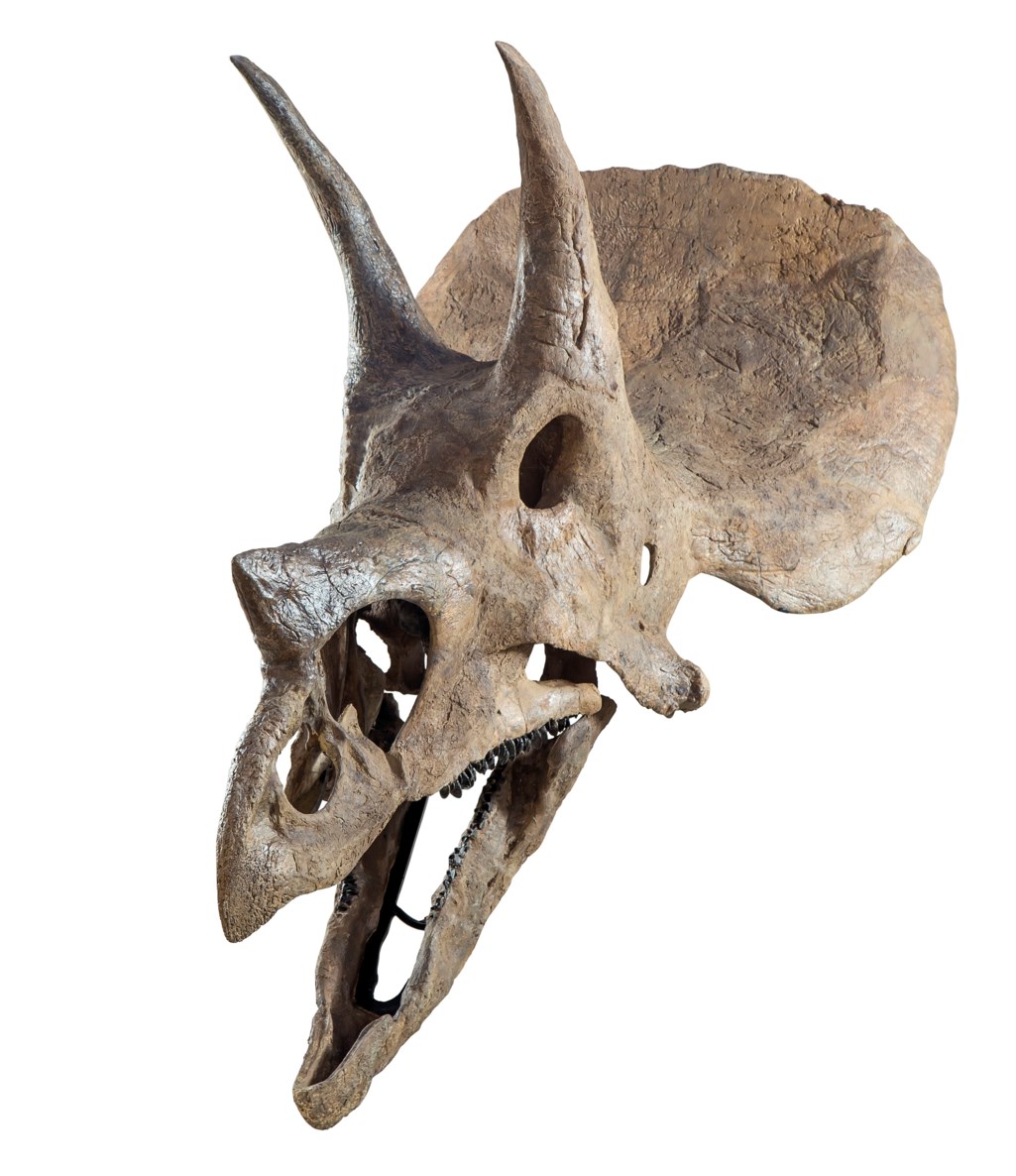 triceratops skull for sale