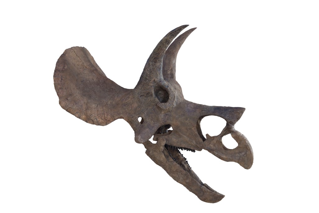 triceratops skull for sale